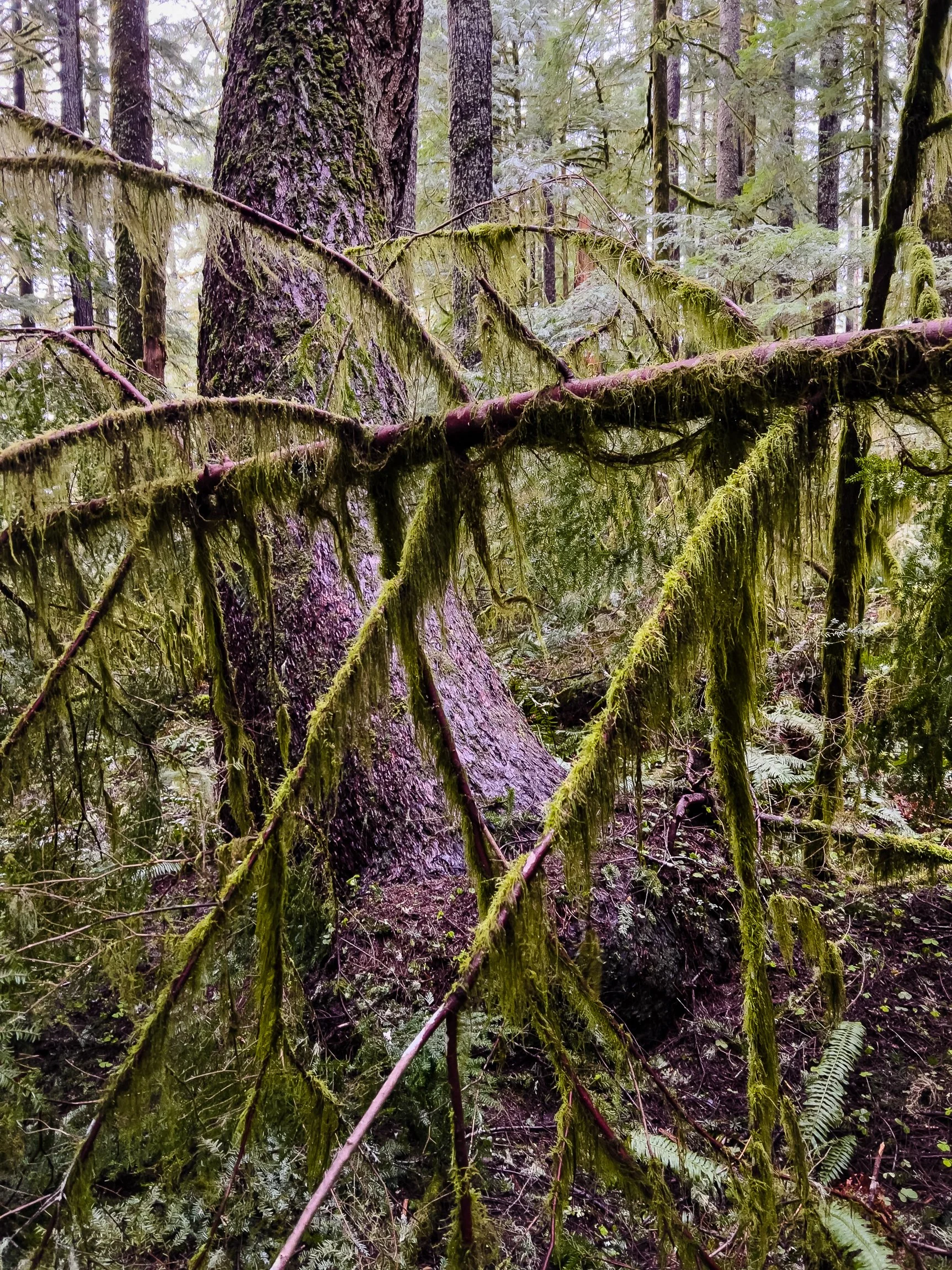 Drift Creek North_Edits_NoWM_Share-72.jpg