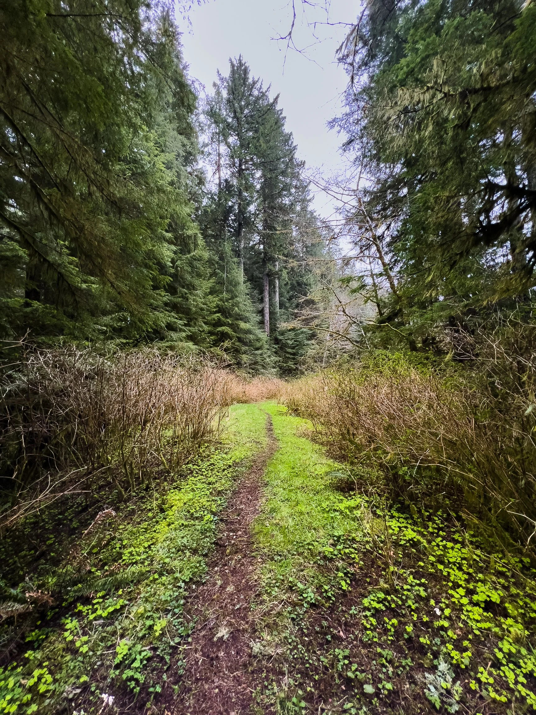 Drift Creek North_Edits_NoWM_Share-82.jpg