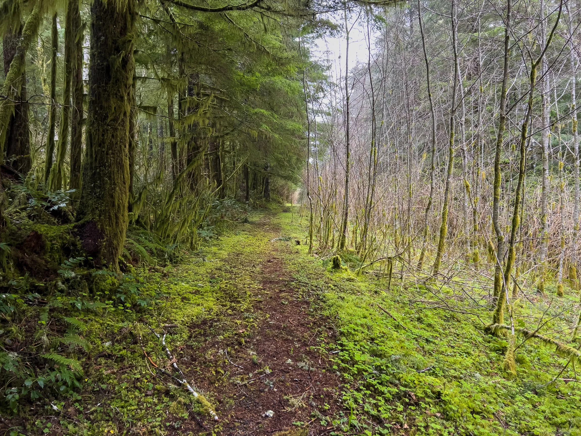 Drift Creek North_Edits_NoWM_Share-92.jpg