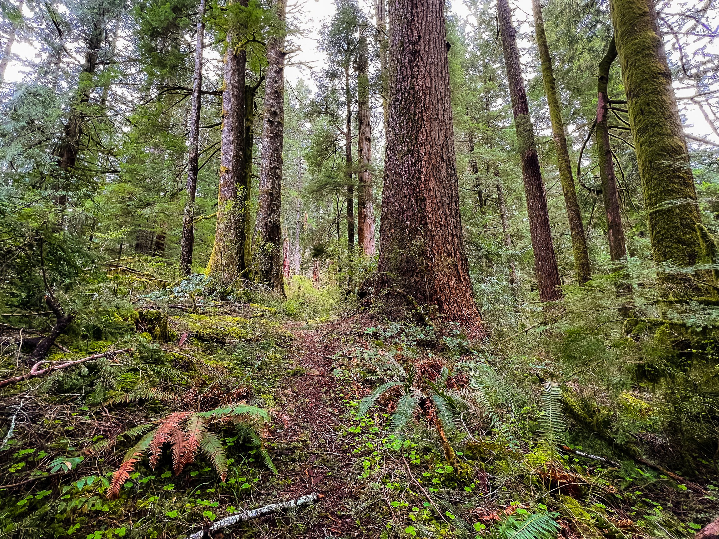 Drift Creek North_Edits_NoWM_Share-34.jpg
