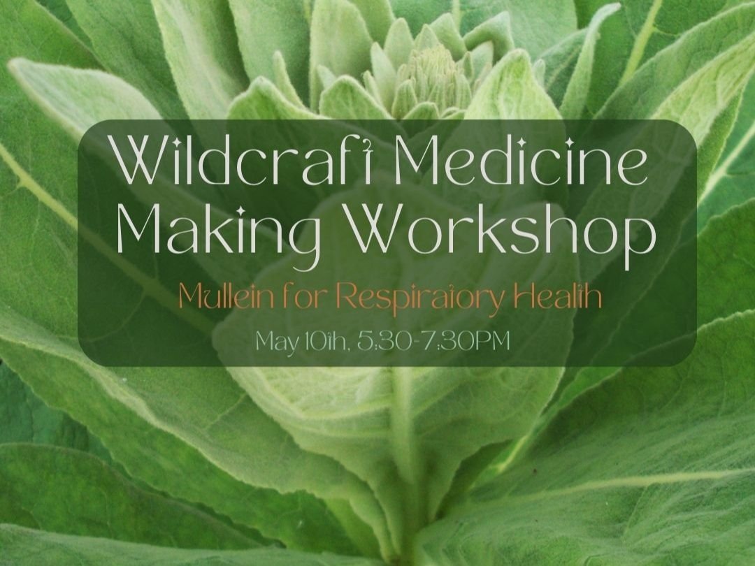 Wildcraft Medicine Making Workshop (Mullein)