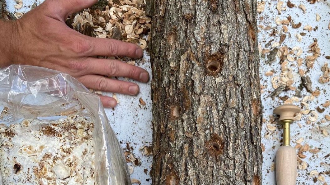 Shiitake Workshop