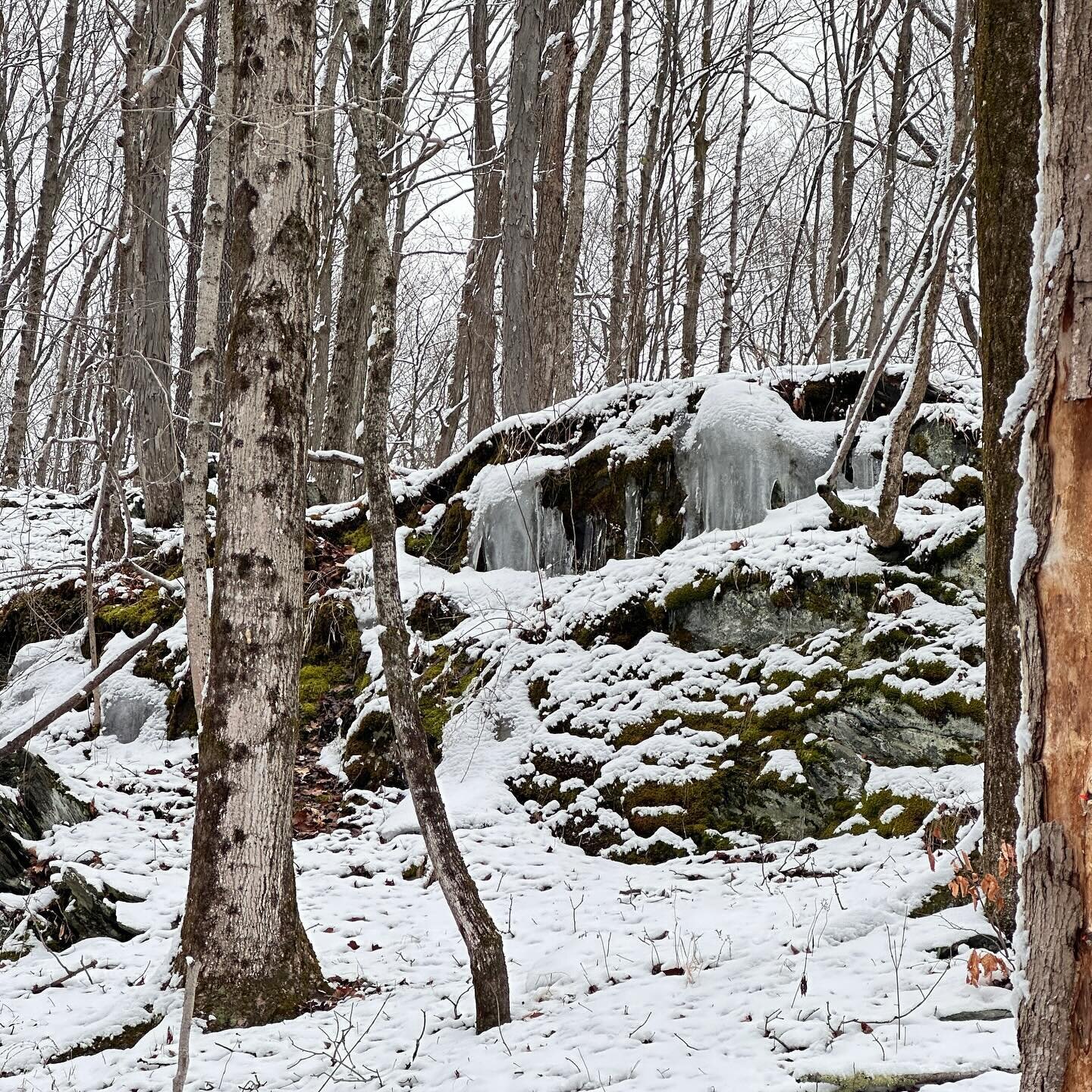 🌨️❄️✨ Welcome to Winter&rsquo;s Embrace at Wally Farms ✨❄️🌨️

As the calendar turns to the first day of February, Wally Farms is breathtaking scene straight out of a winter fairy tale. The land, our farm, is blanketed in the crispiest snow, each fl