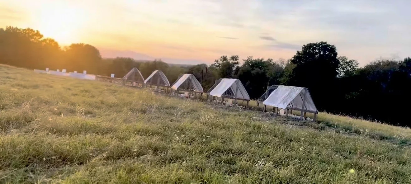 Wally Walk: Welcome, Chickens!