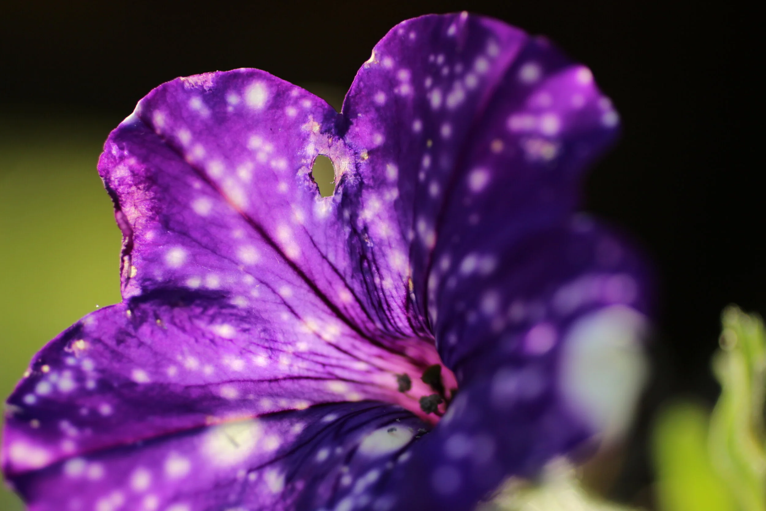  1/400, f/2.5, 50mm, ISO 100 - Canon EOS Rebel T3i 