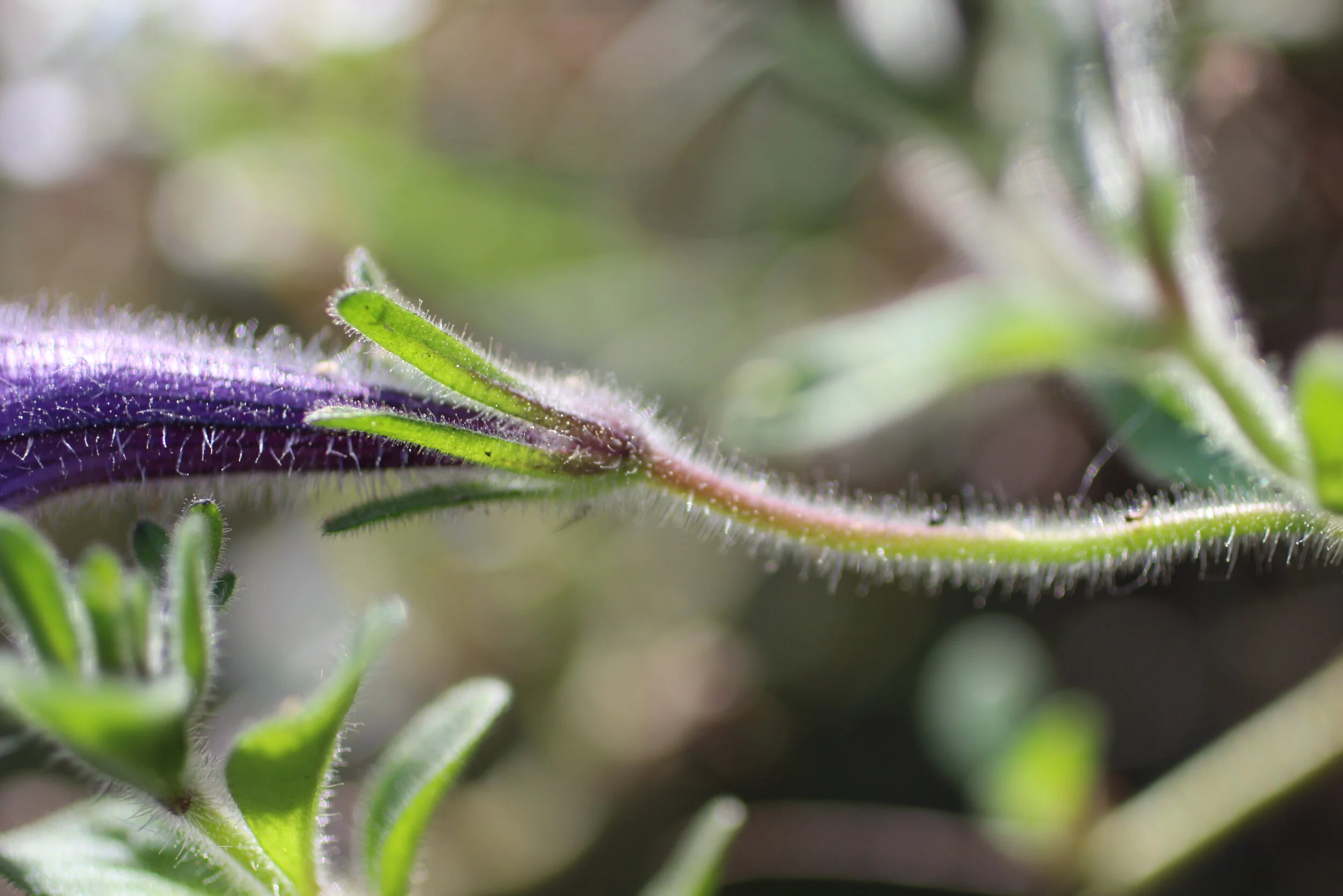  1/500, f/2.5, 50mm, ISO 100 - Canon EOS Rebel T3i 