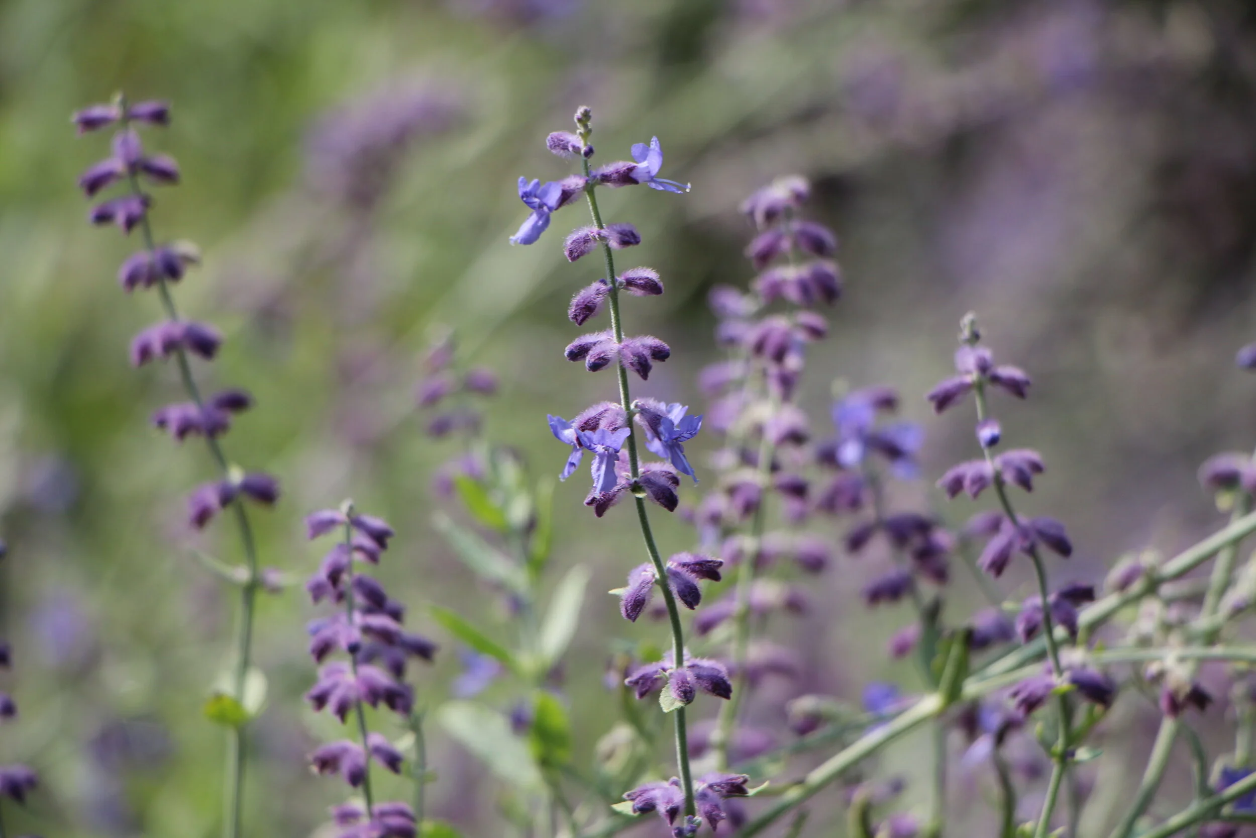  1/400, f/5.6, 135mm, ISO 100 - Canon EOS Rebel T3i 