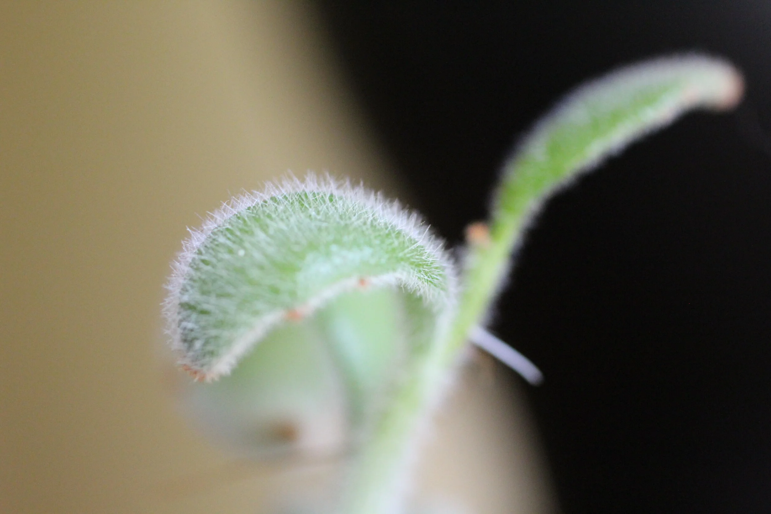  1/60, f/4, 50mm, ISO 3200 - Canon EOS Rebel T3i 