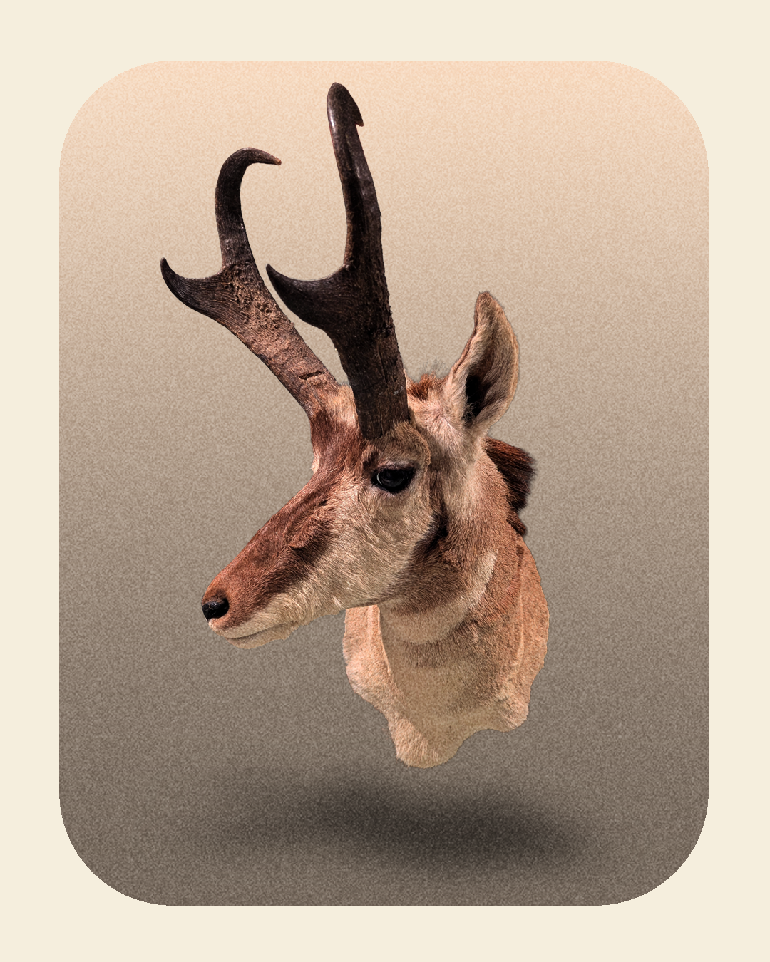 Prong Horn Taxidermy