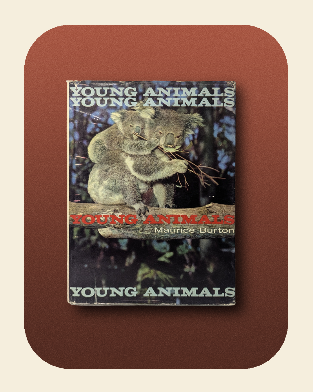 Young Animals Book