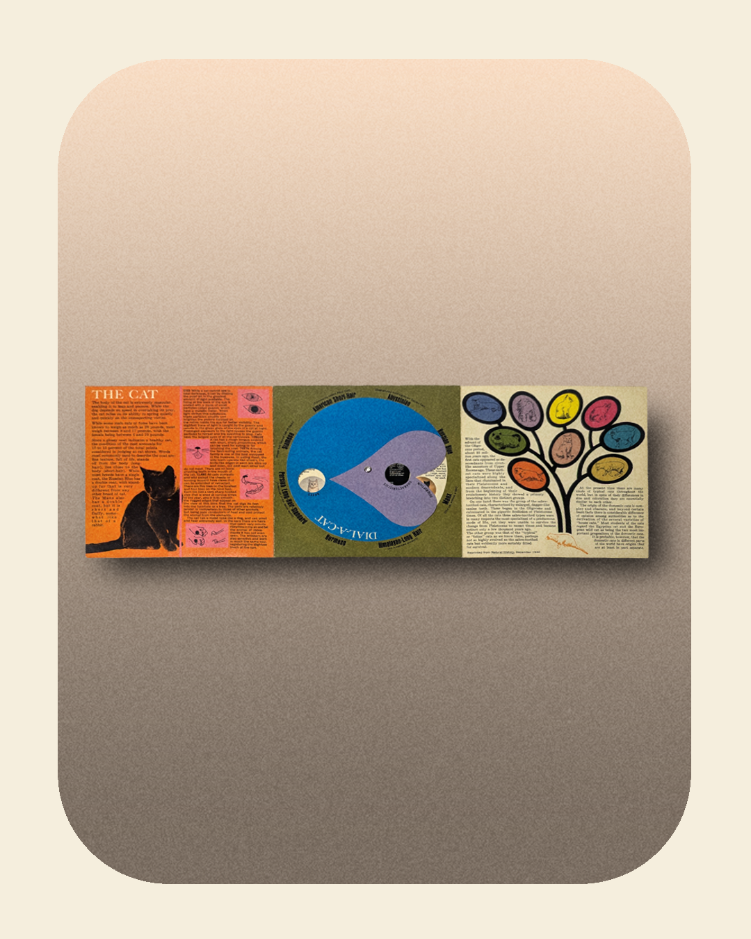 0226-04-018_Pussycats from Pussn Boots Diagram_2.png