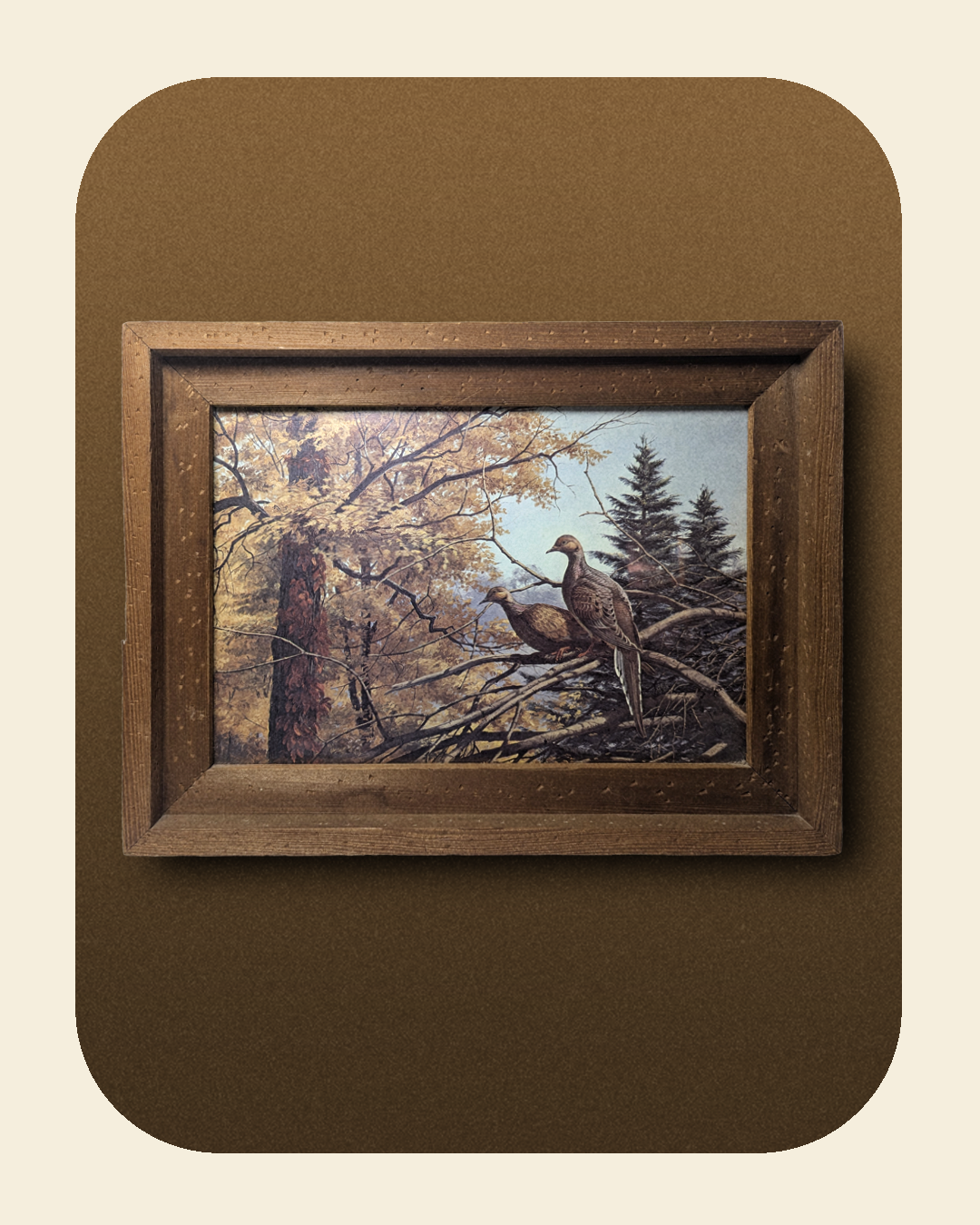 Mourning Dove Framed Print