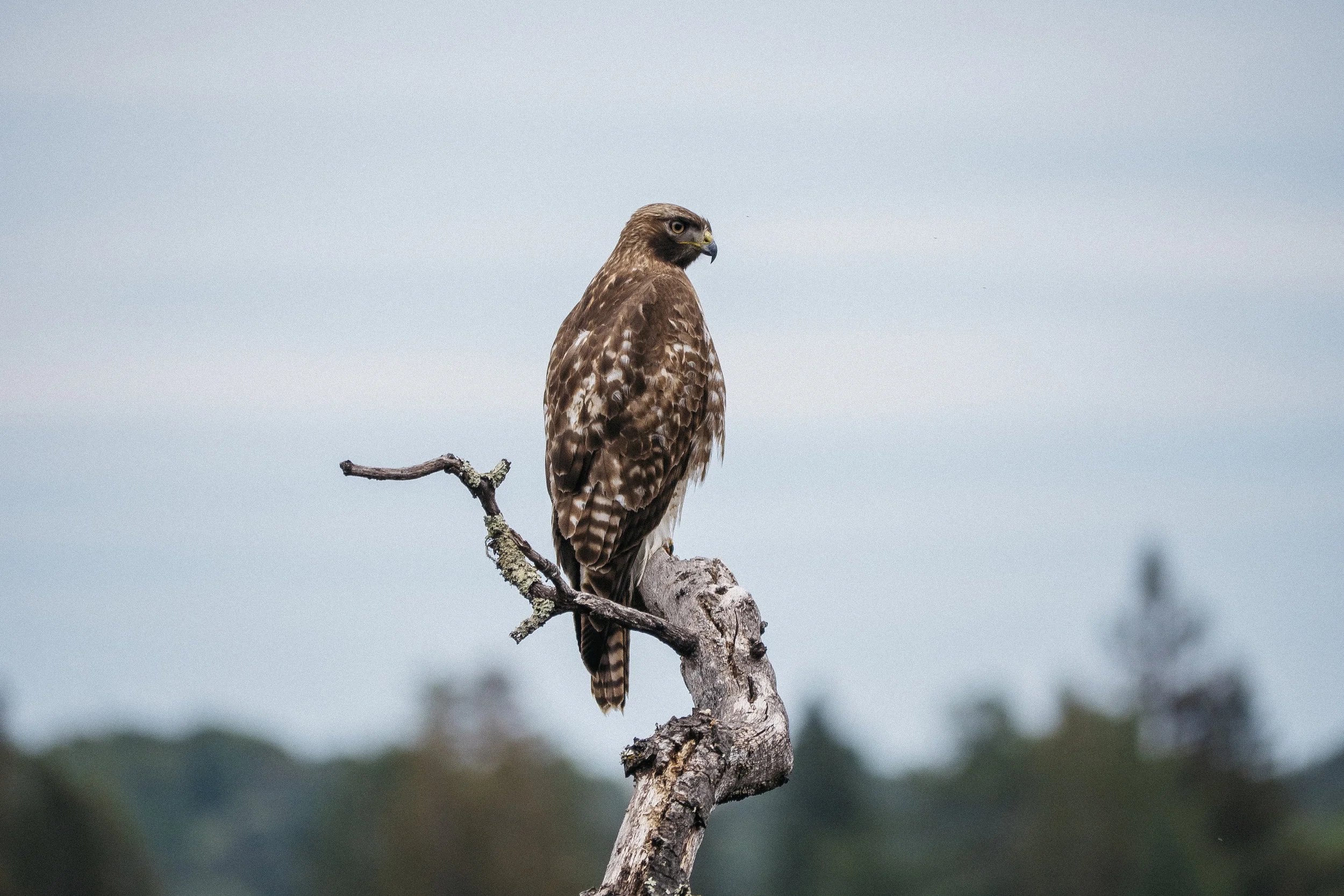 Red Tailed Hawk - Windy Hill Preserve, California - 2018
