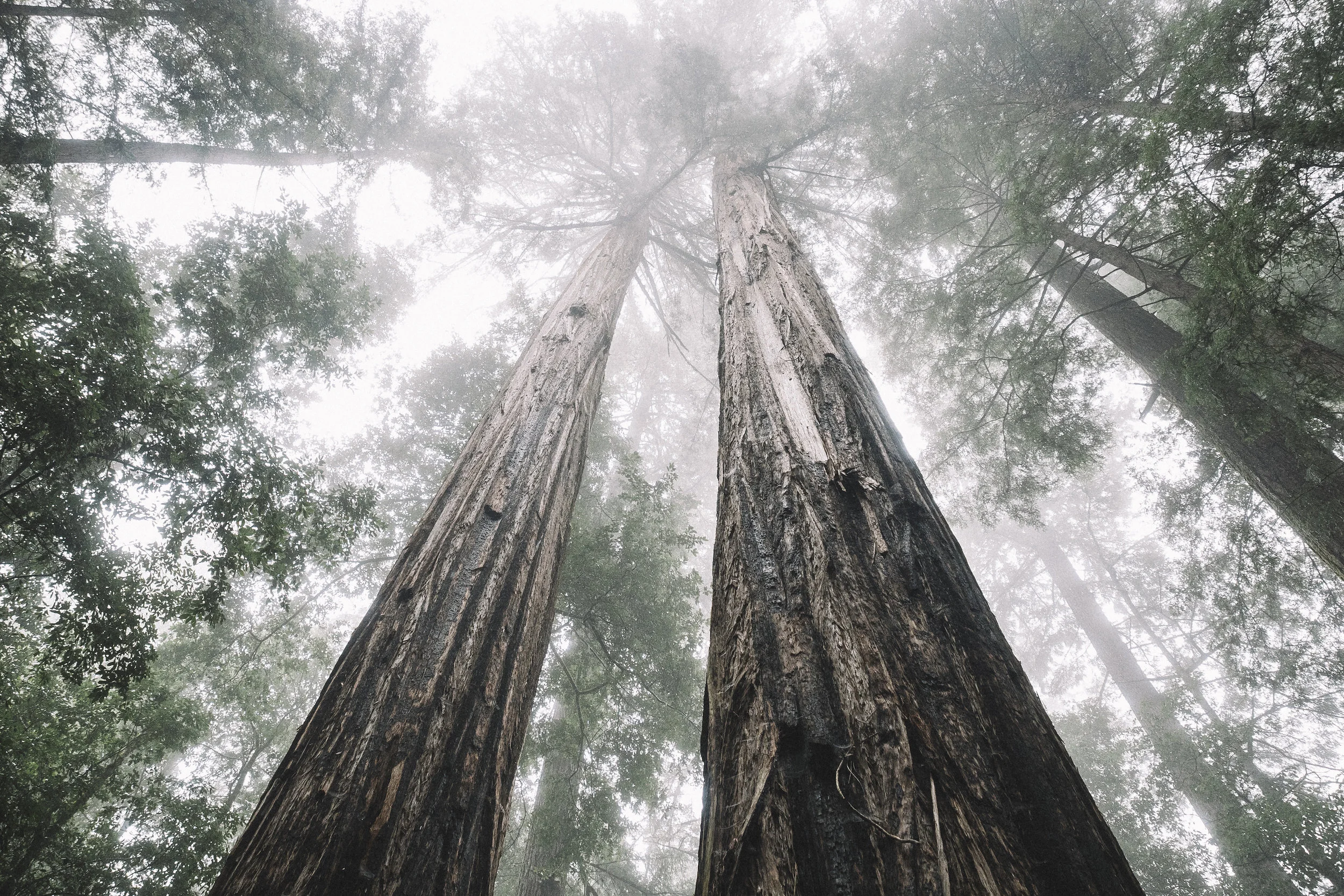 Big Basin Redwood State Park, California - 2016