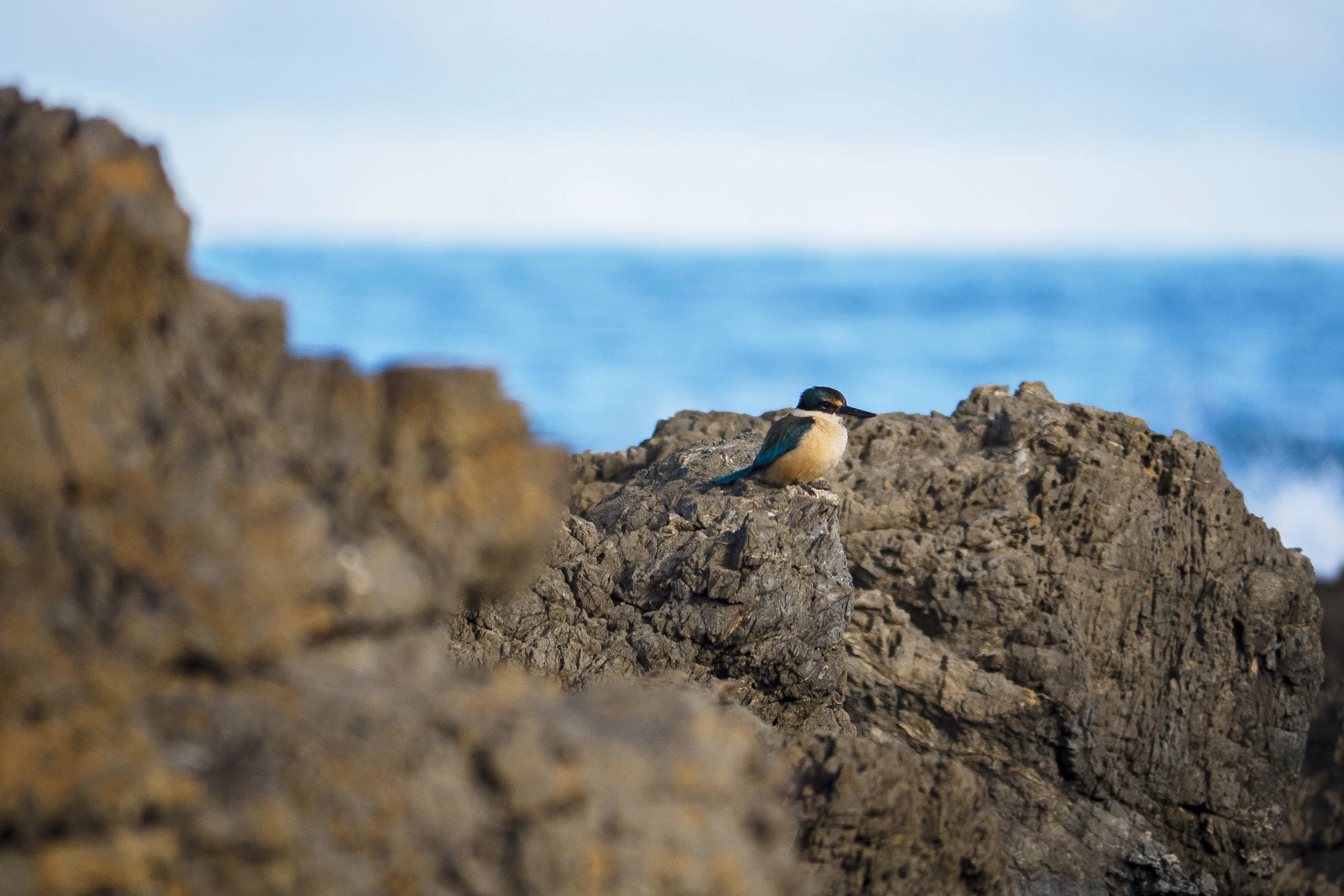 Sacred Kingfisher - Owhiro Bay, New Zealand - 2017