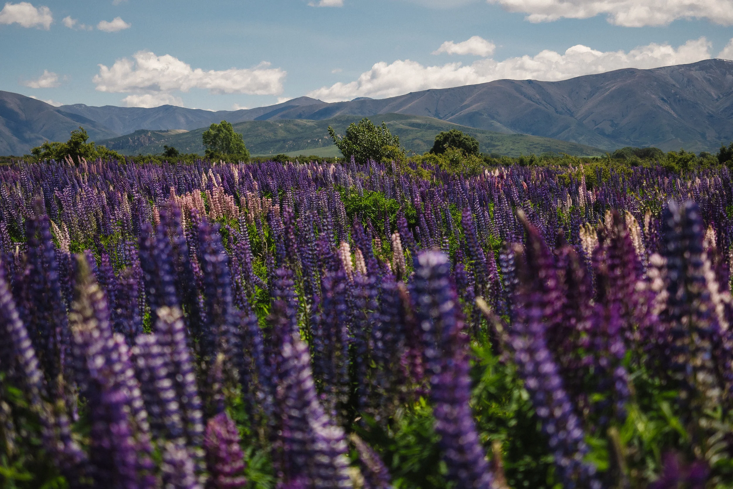 Field of Lupines - Otago, New Zealand - 2016