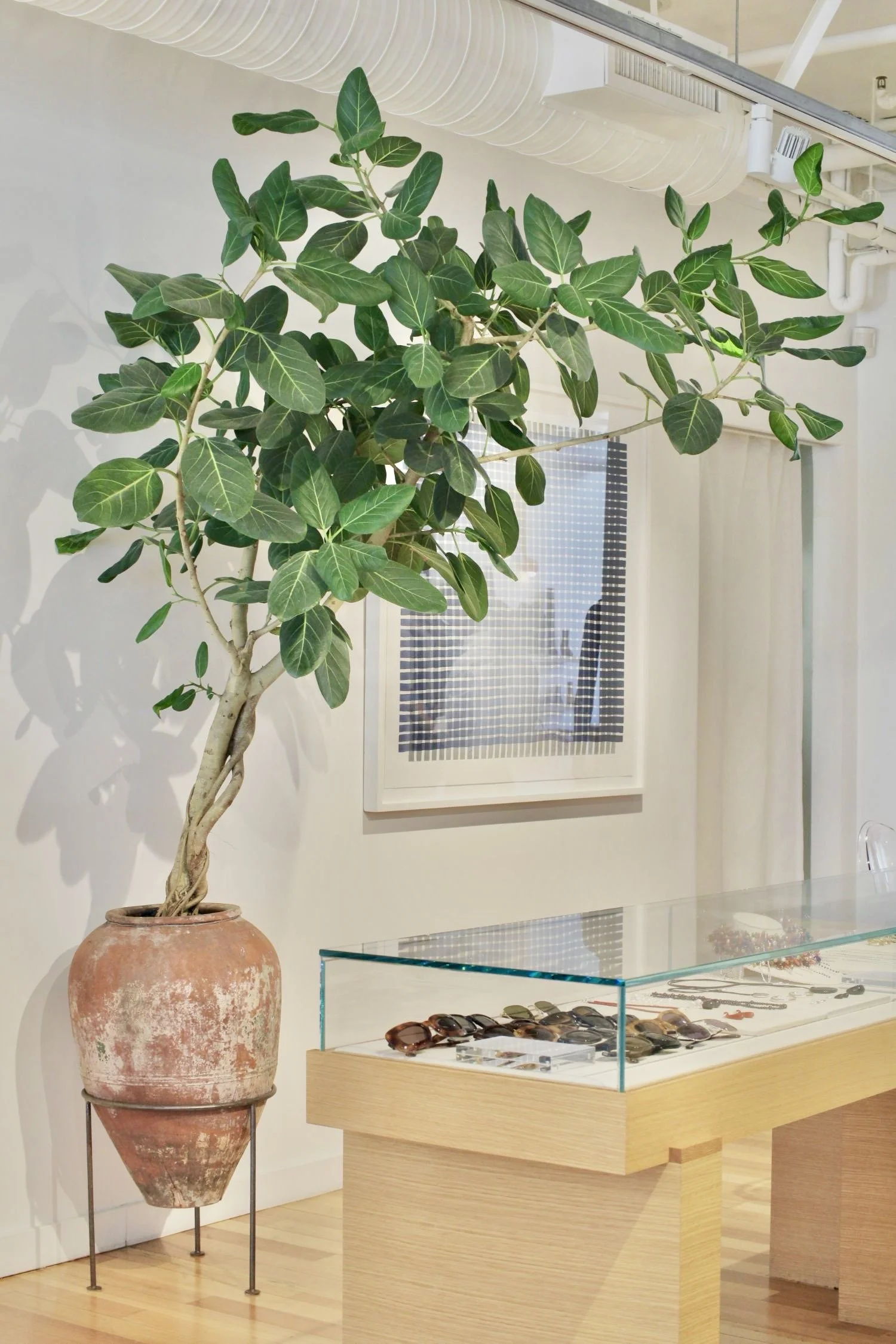 indoor trees.jpeg