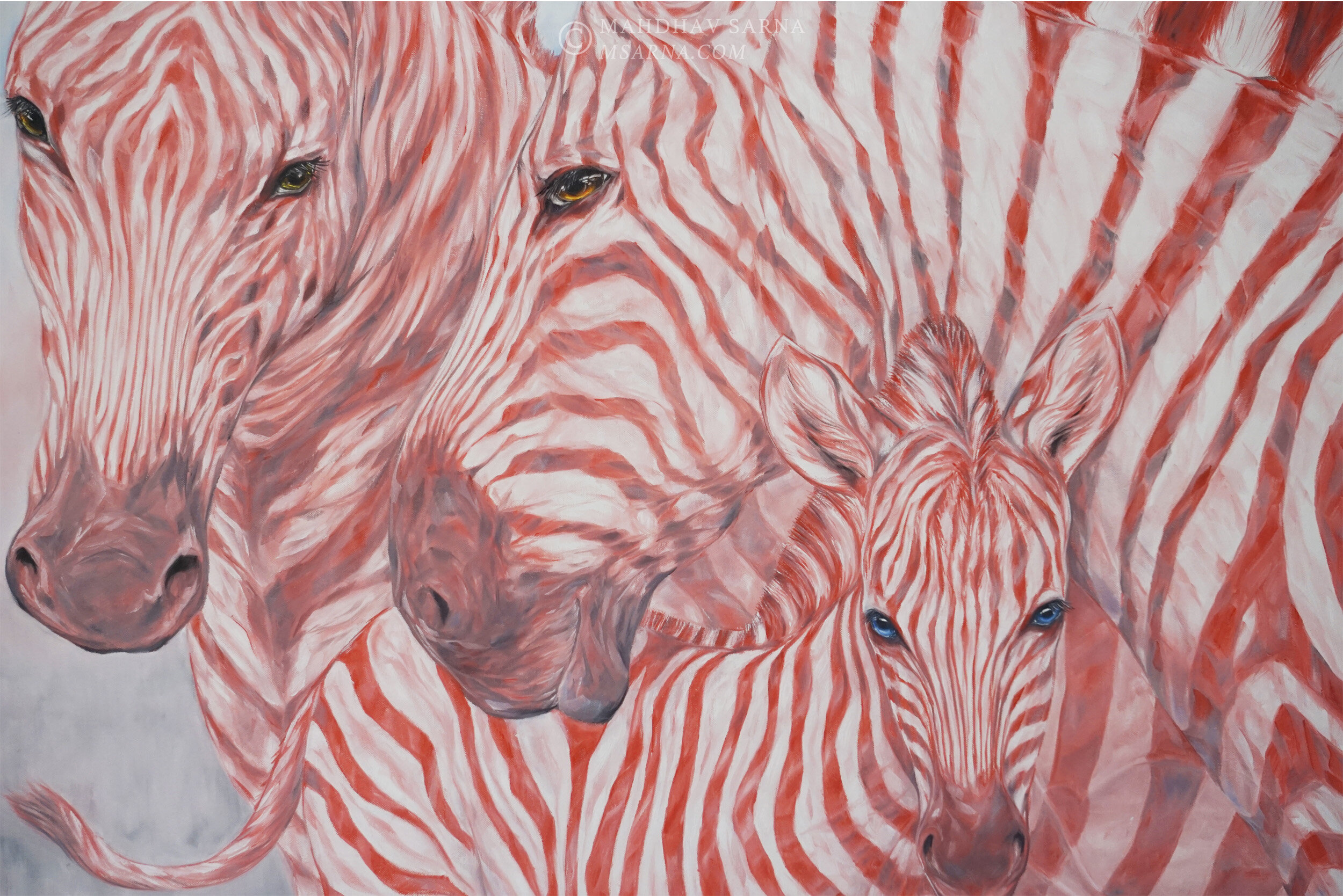 zebra oil painting wifi wildlife art mahdhav sarna 03.jpg