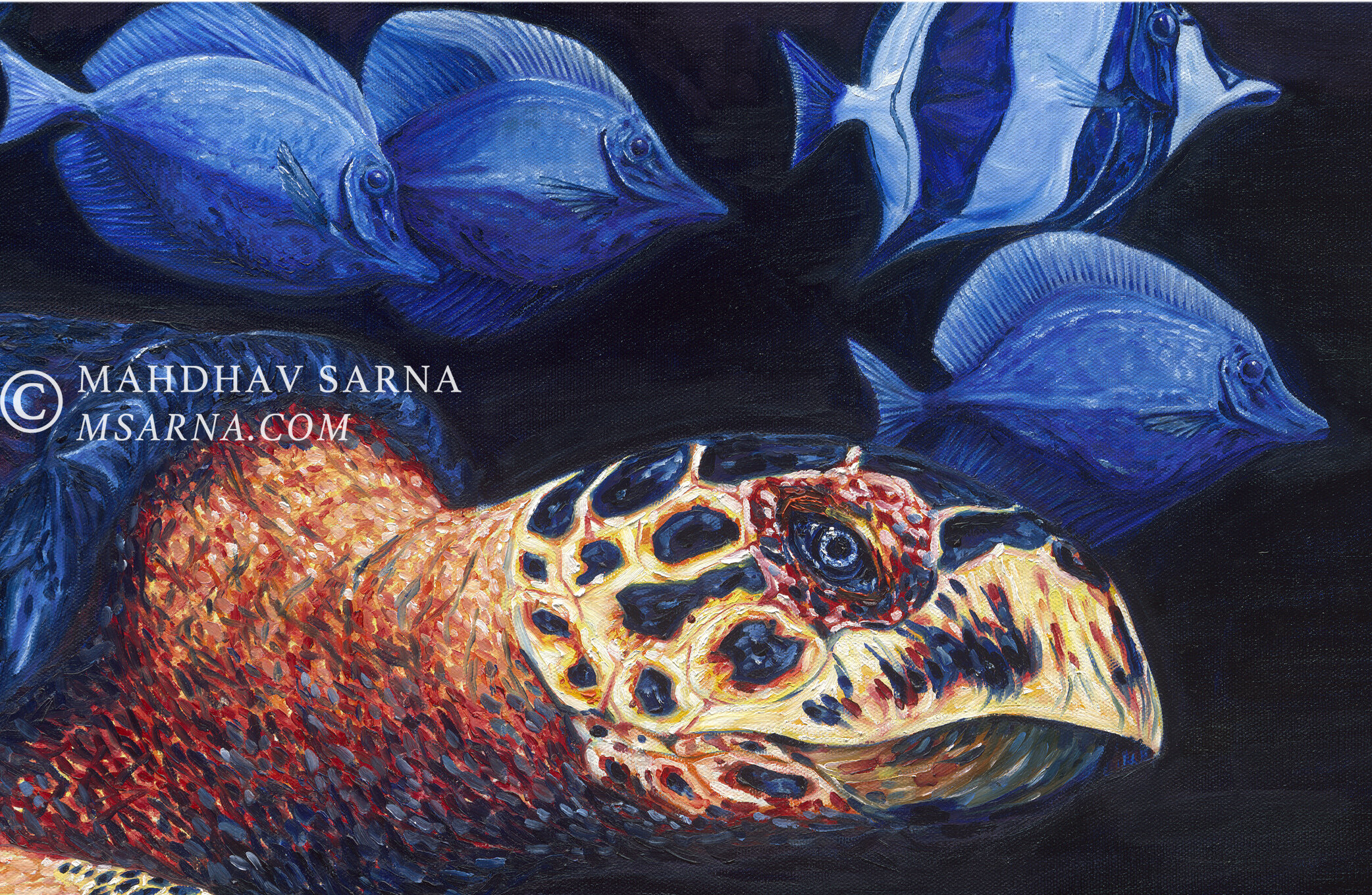 hawksbill turtle oil painting aggp wildlife art mahdhav sarna 02.jpg