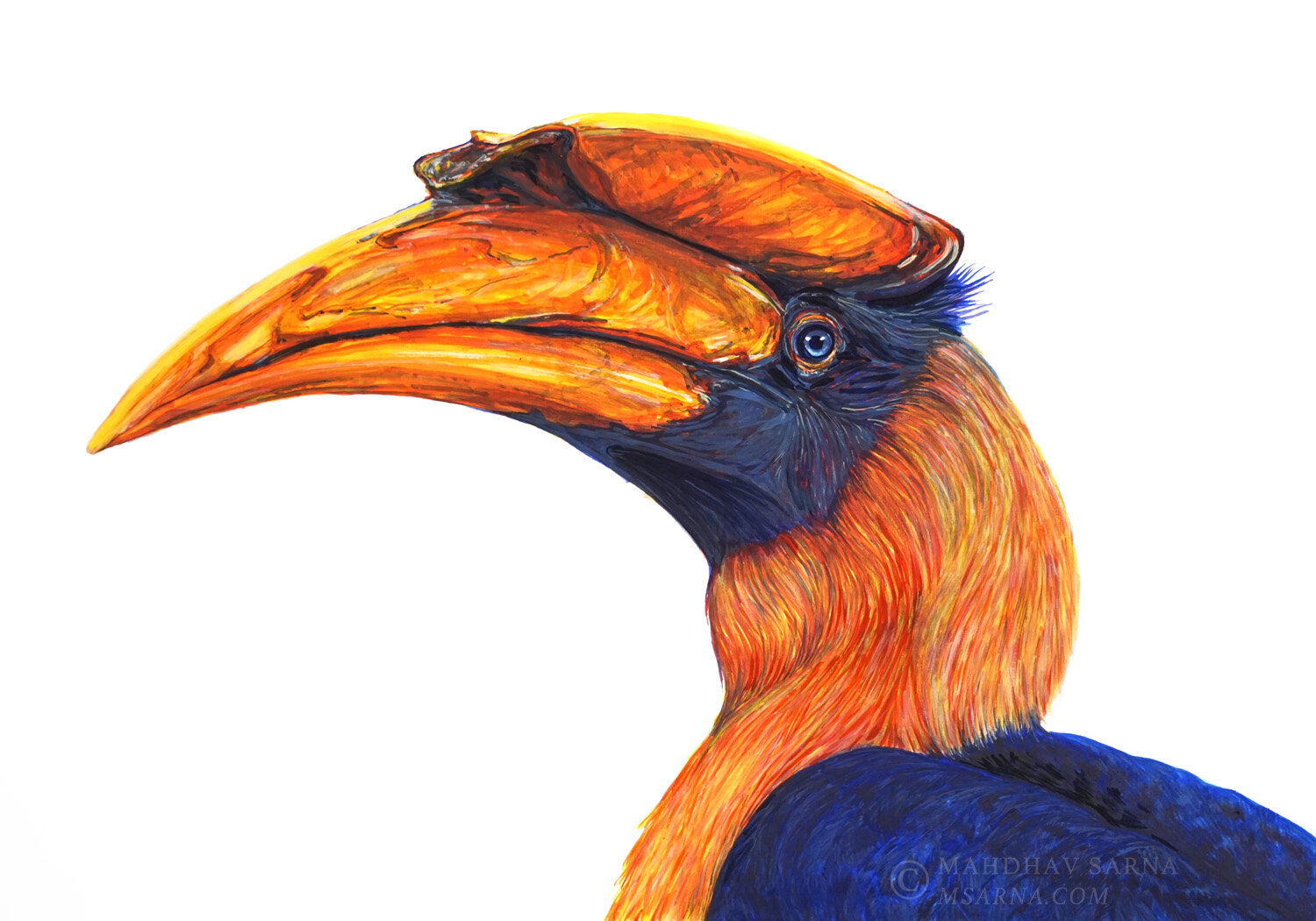 great hornbill gouache painting sfhc wildlife art mahdhav sarna 01.jpg