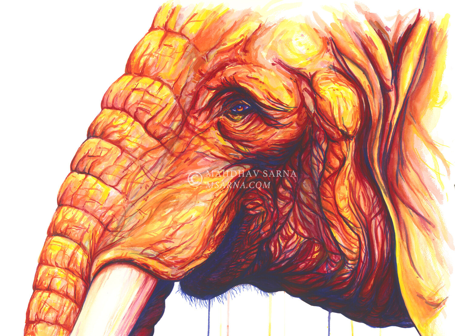 african elephant watercolour painting tmat wildlife art mahdhav sarna 01.jpg