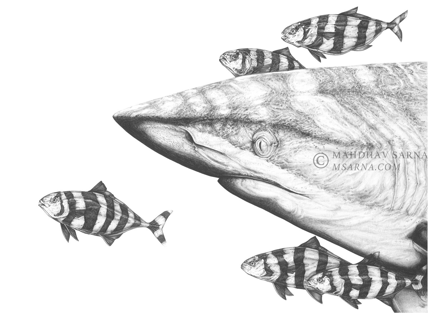 silky shark pilot fish pencil drawing cpts wildlife art mahdhav sarna 01.jpg