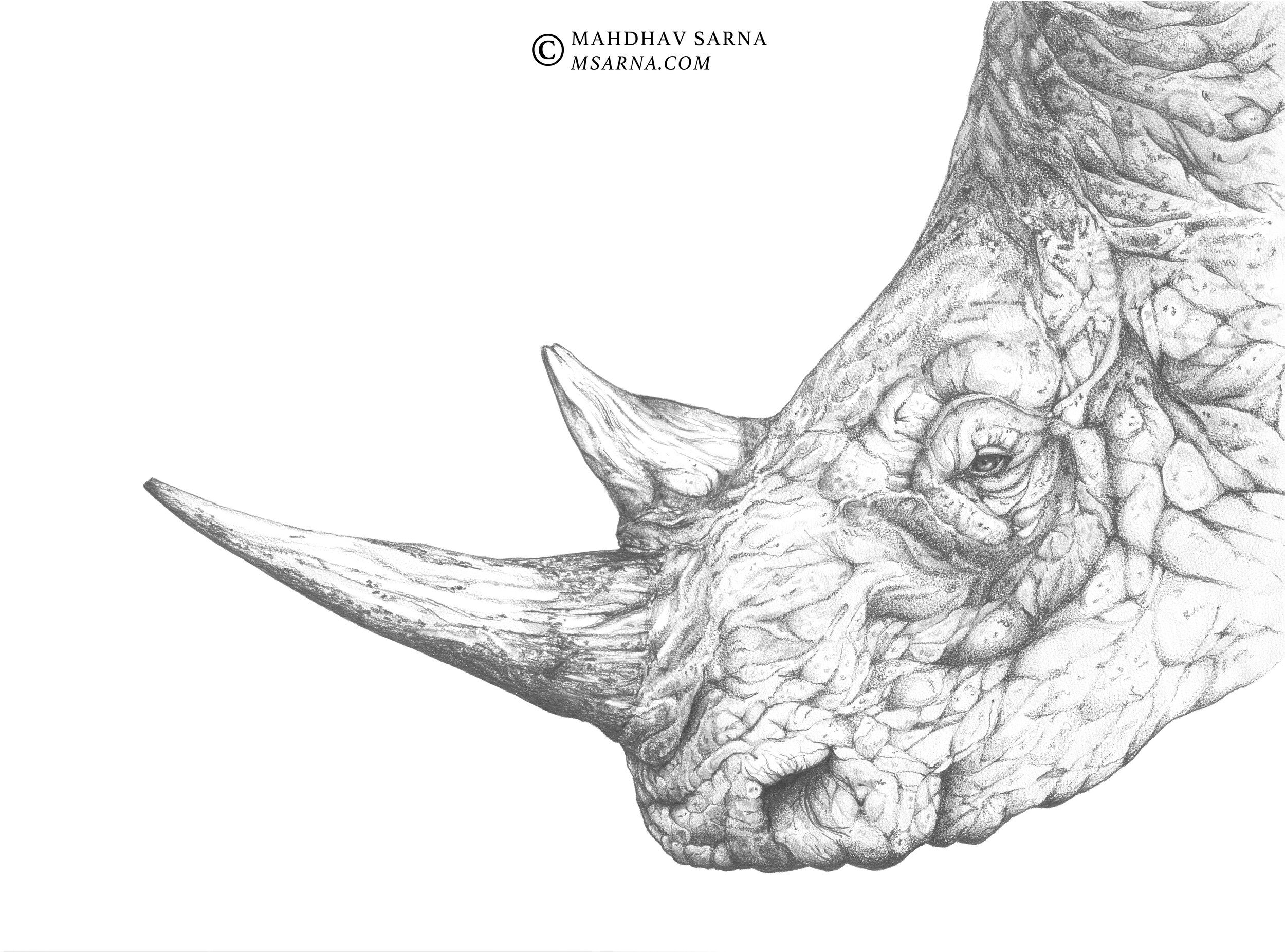white rhino pencil drawing untr wildlife art mahdhav sarna 01.jpg