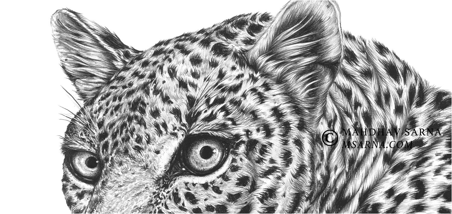 leopard pencil drawing pepr wildlife art mahdhav sarna 02.jpg