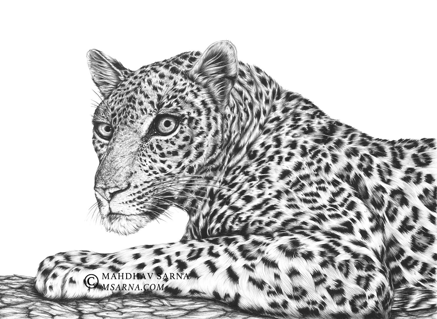 leopard pencil drawing pepr wildlife art mahdhav sarna 01.jpg