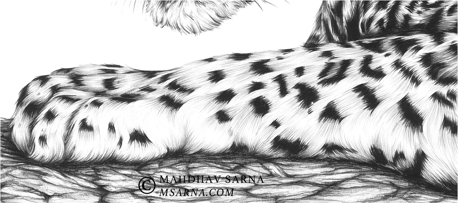 leopard pencil drawing pepr wildlife art mahdhav sarna 03.jpg