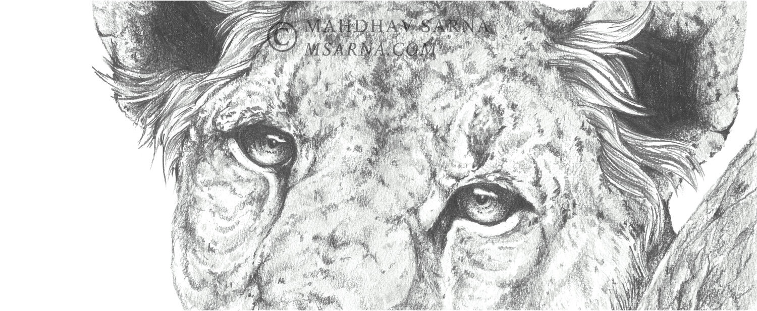 lioness cub pencil drawing ttps wildlife art mahdhav sarna 02.jpg