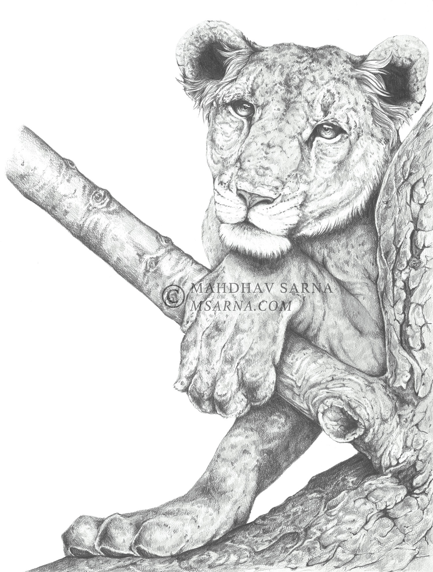 lioness cub pencil drawing ttps wildlife art mahdhav sarna 01.jpg