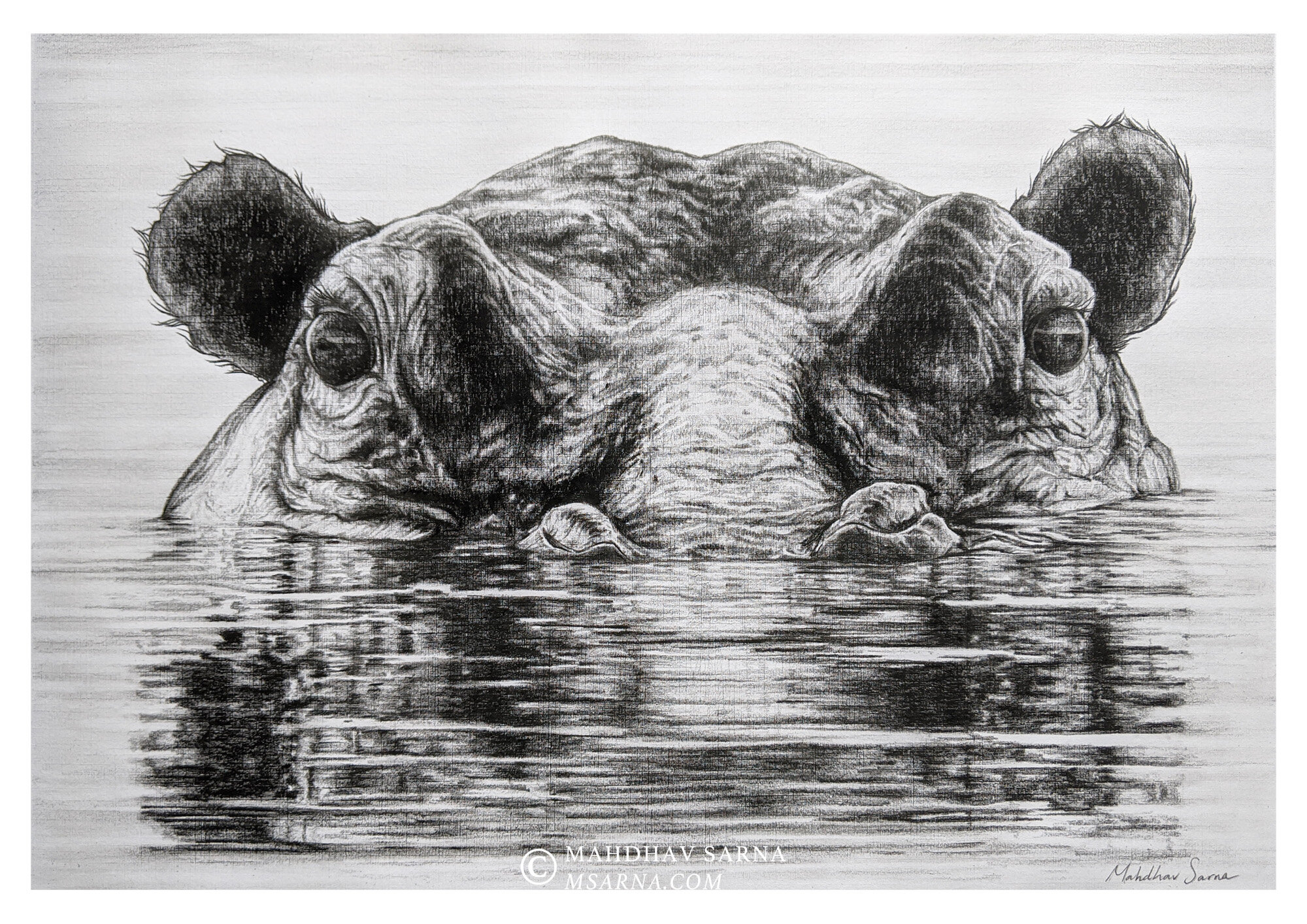 hippo pencil drawing afic wildlife art mahdhav sarna.jpg