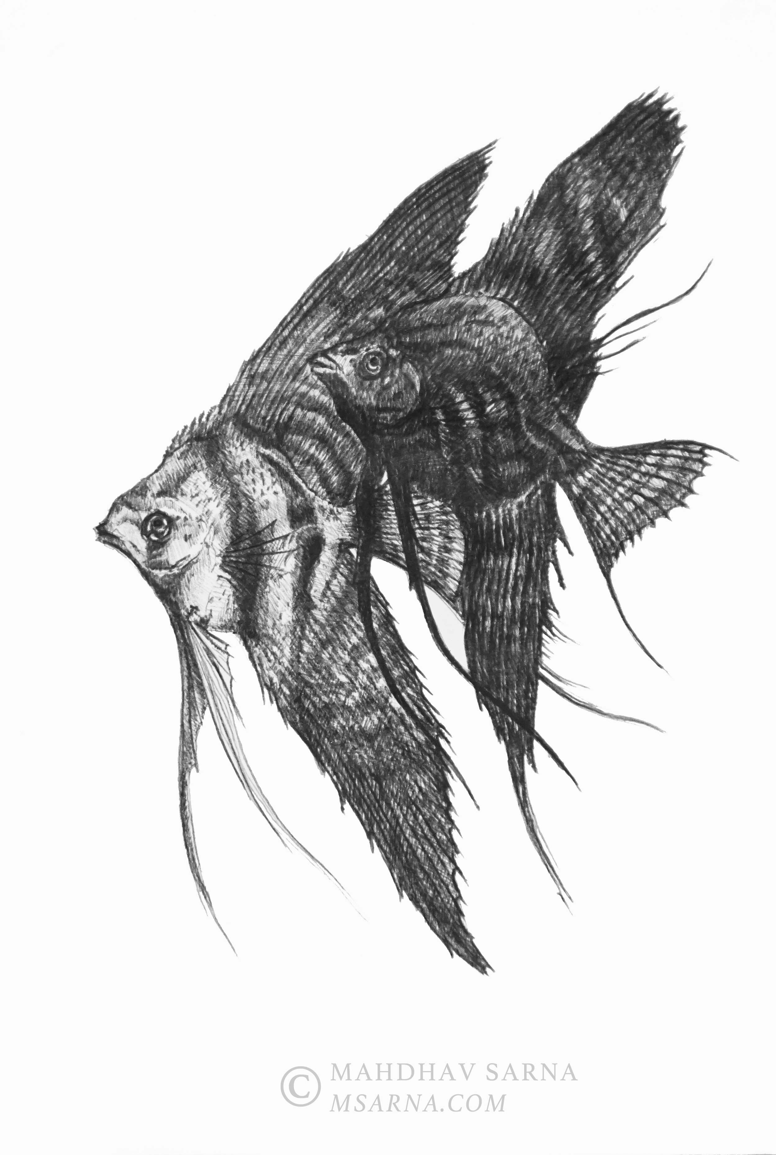 angel fish pen on paper apla wildlife art mahdhav sarna 01.jpg