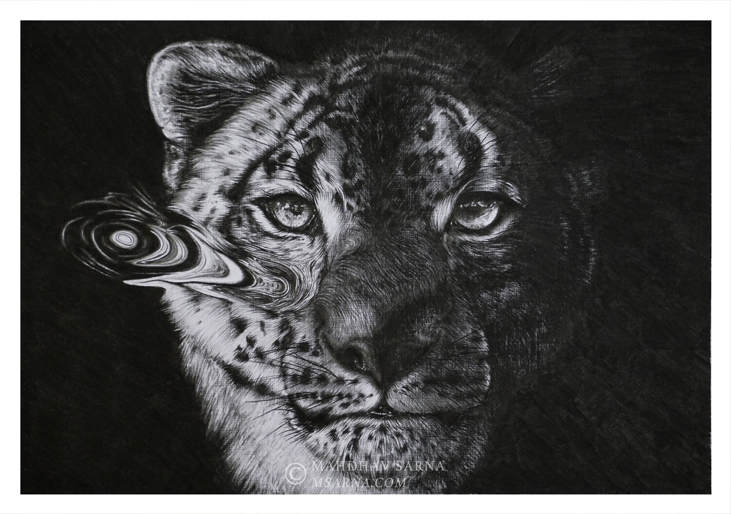 snow leopard pencil drawing egsl wildlife art mahdhav sarna.jpg