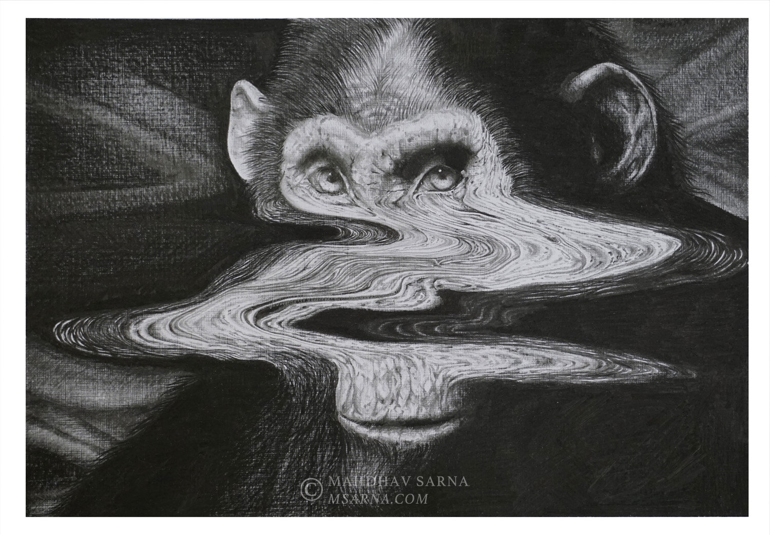 chimpanzee pencil drawing egch wildlife art mahdhav sarna.jpg