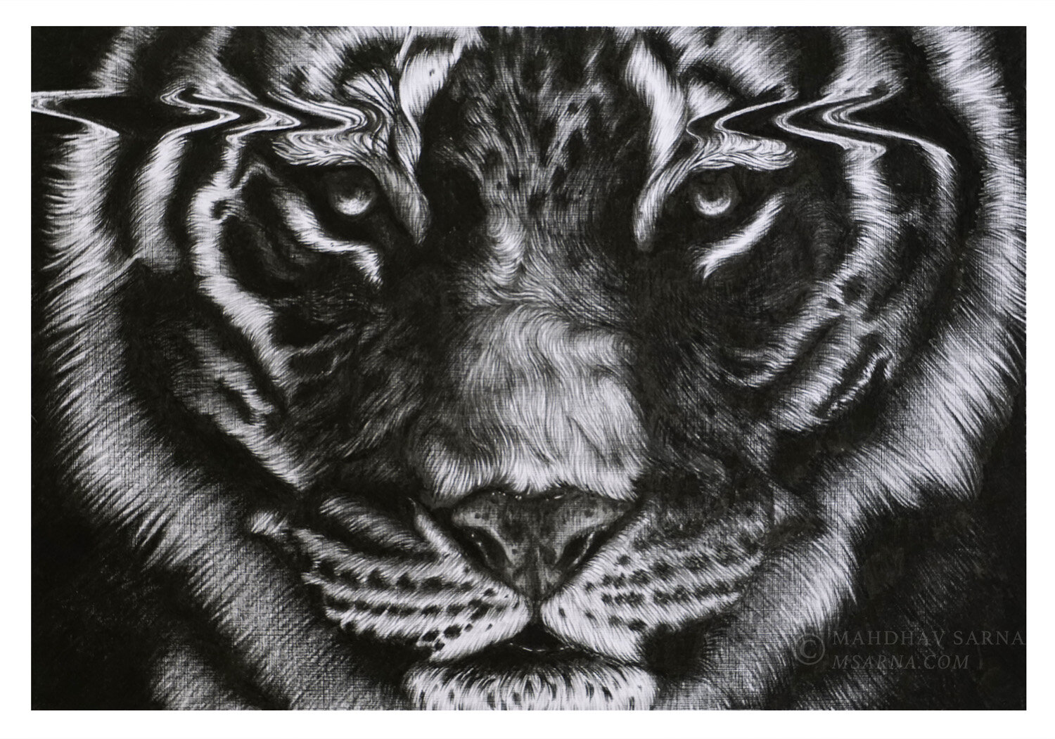 siberian tiger pencil drawing egst wildlife art mahdhav sarna.jpg