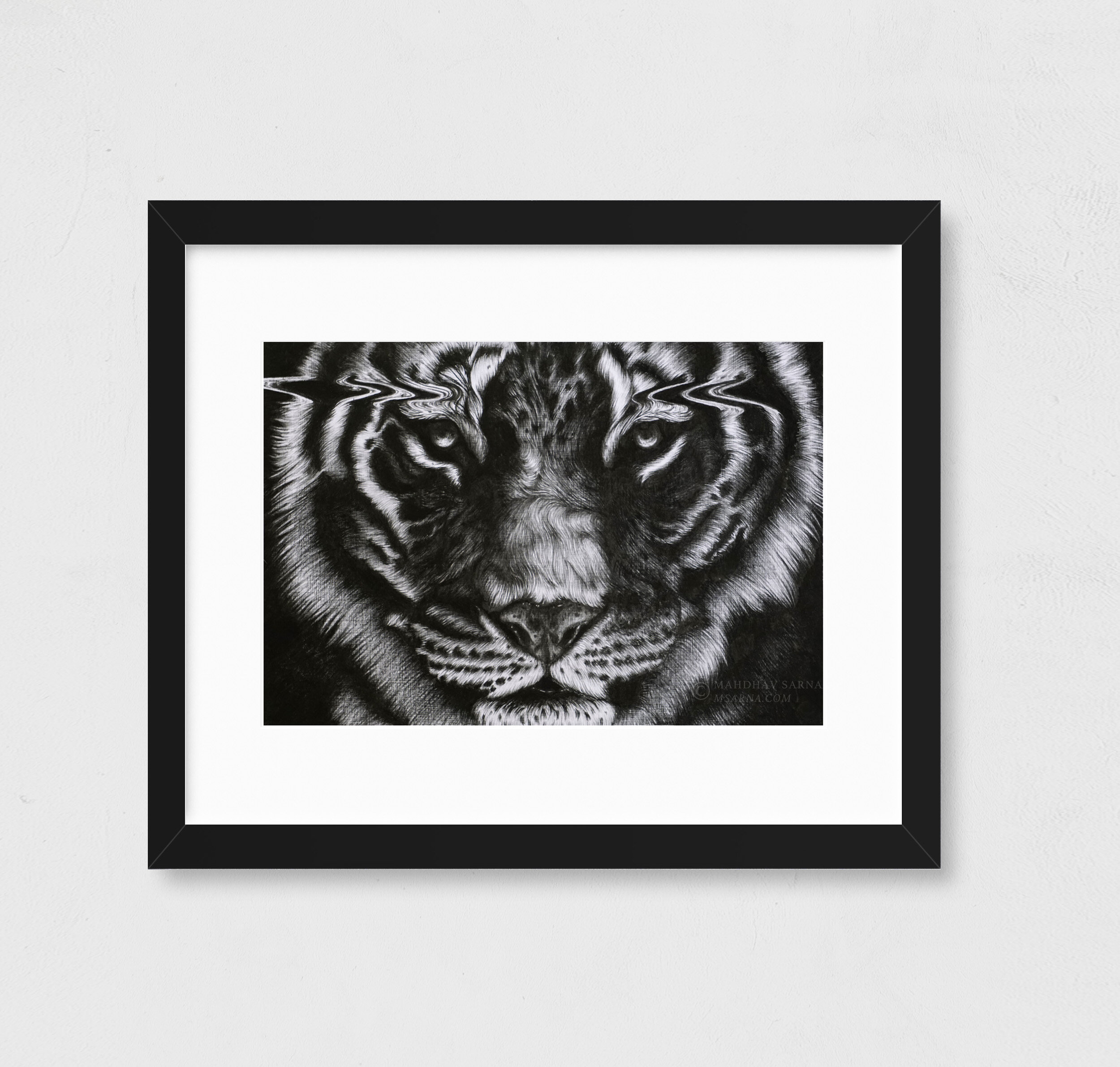 siberian tiger pencil drawing egst wildlife art mahdhav sarna 02.jpg