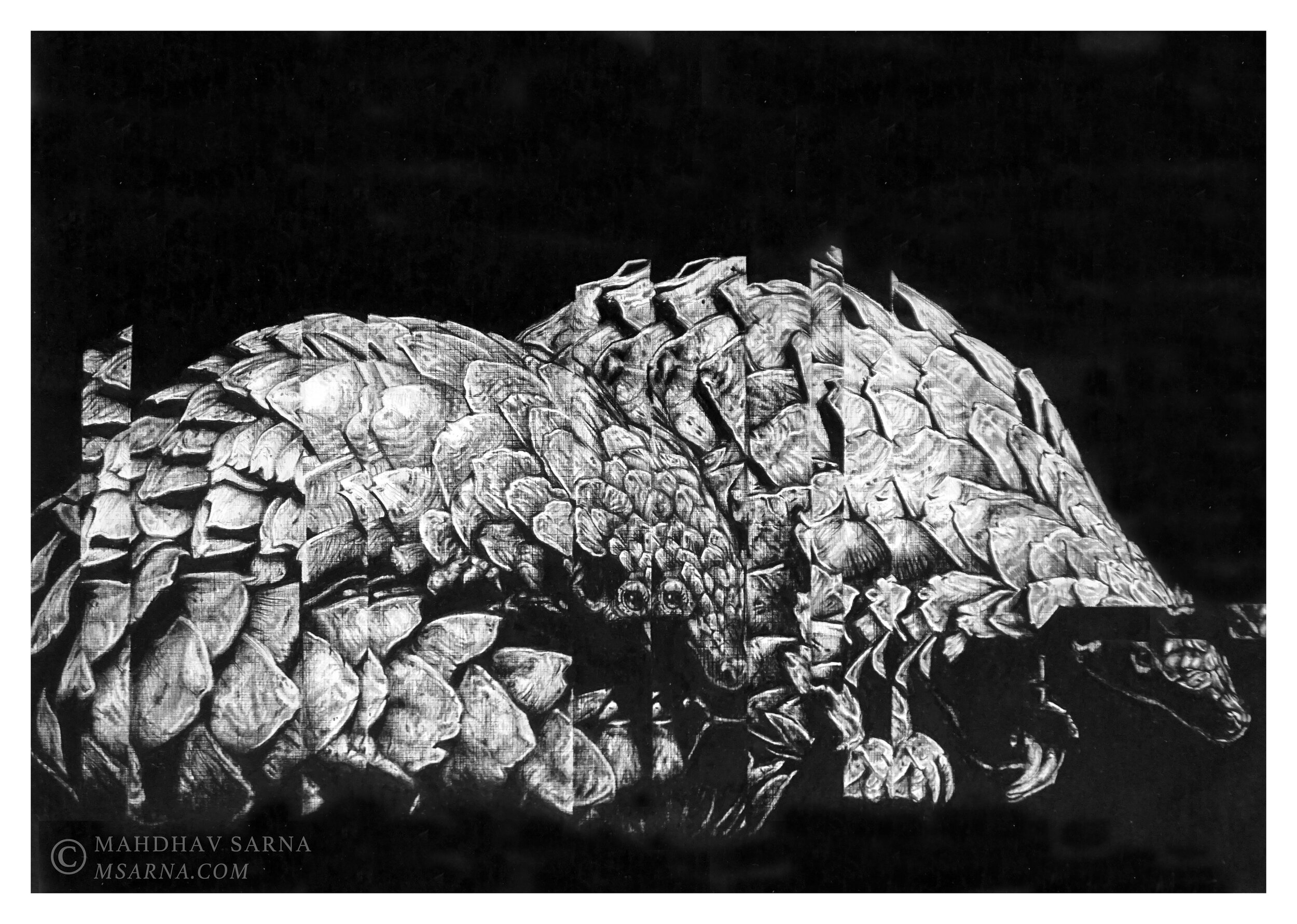 pangolin pencil drawing egpn wildlife art mahdhav sarna.jpg