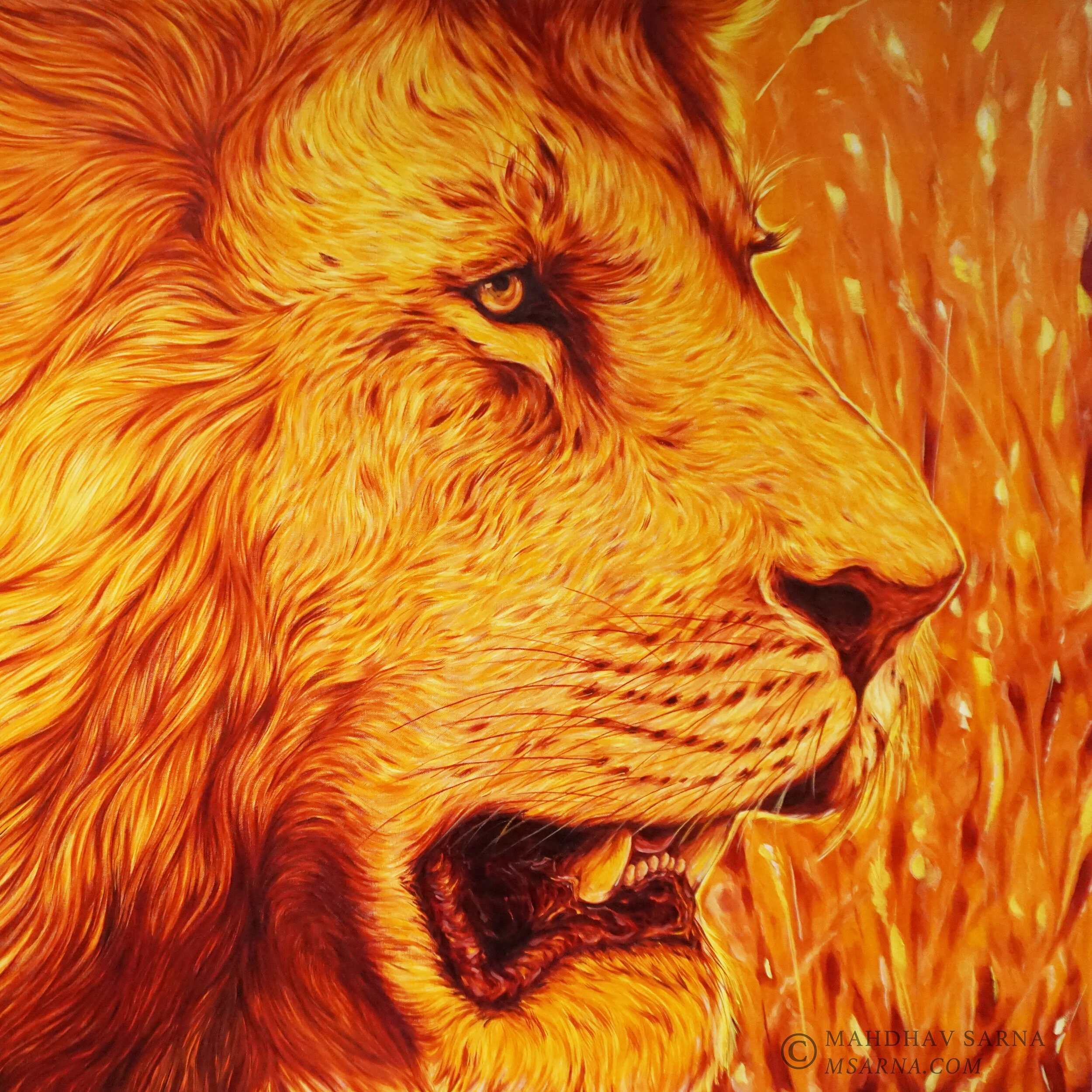 male lion oil painting tnpt wildlife art mahdhav sarna.jpg