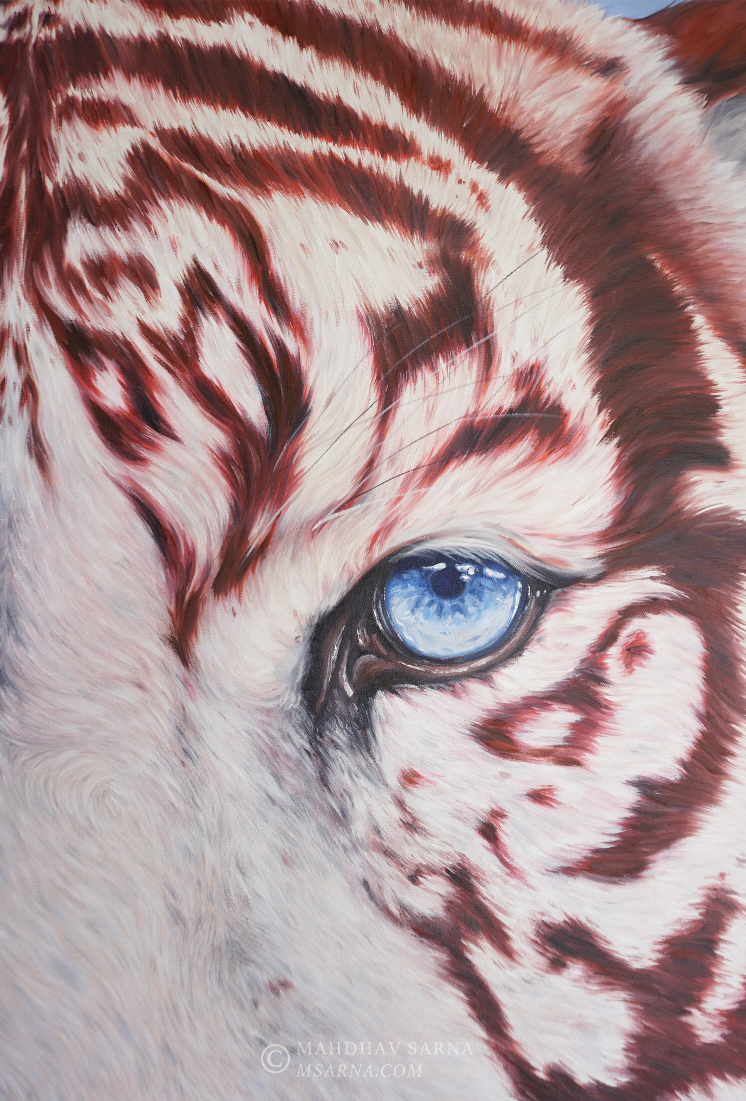white tiger oil painting capv wildlife art mahdhav sarna 02.jpg