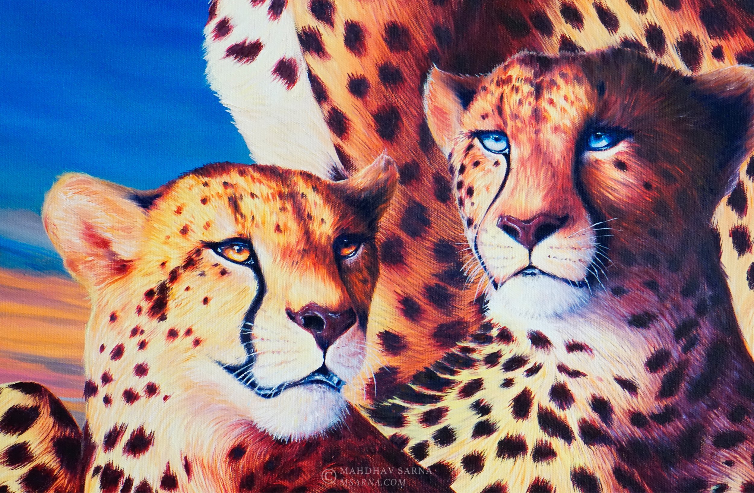 cheetah oil painting sssu wildlife art mahdhav sarna 02.jpg