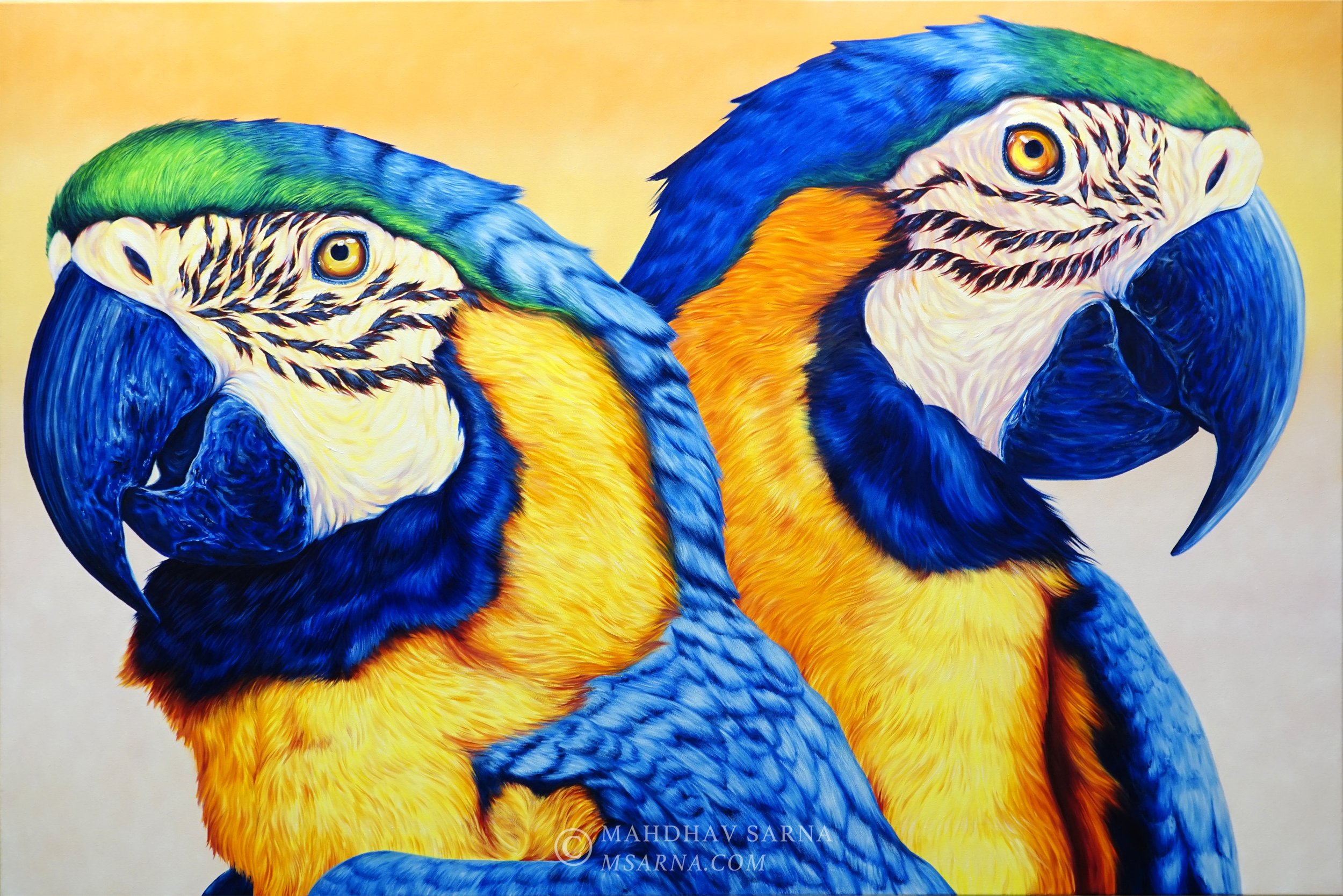 macaw oil painting vlpf wildlife art mahdhav sarna 01.jpg