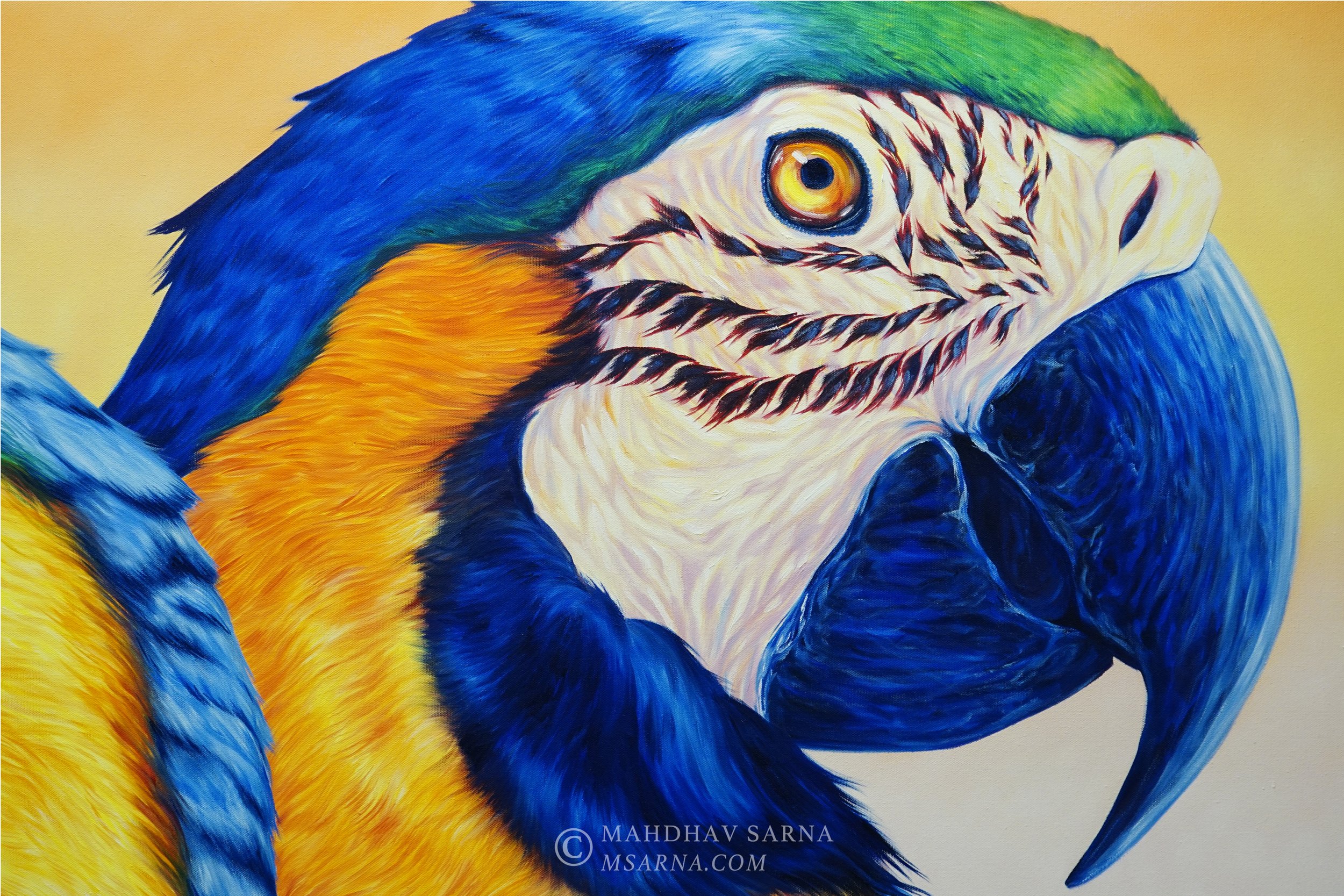 macaw oil painting vlpf wildlife art mahdhav sarna 02.jpg