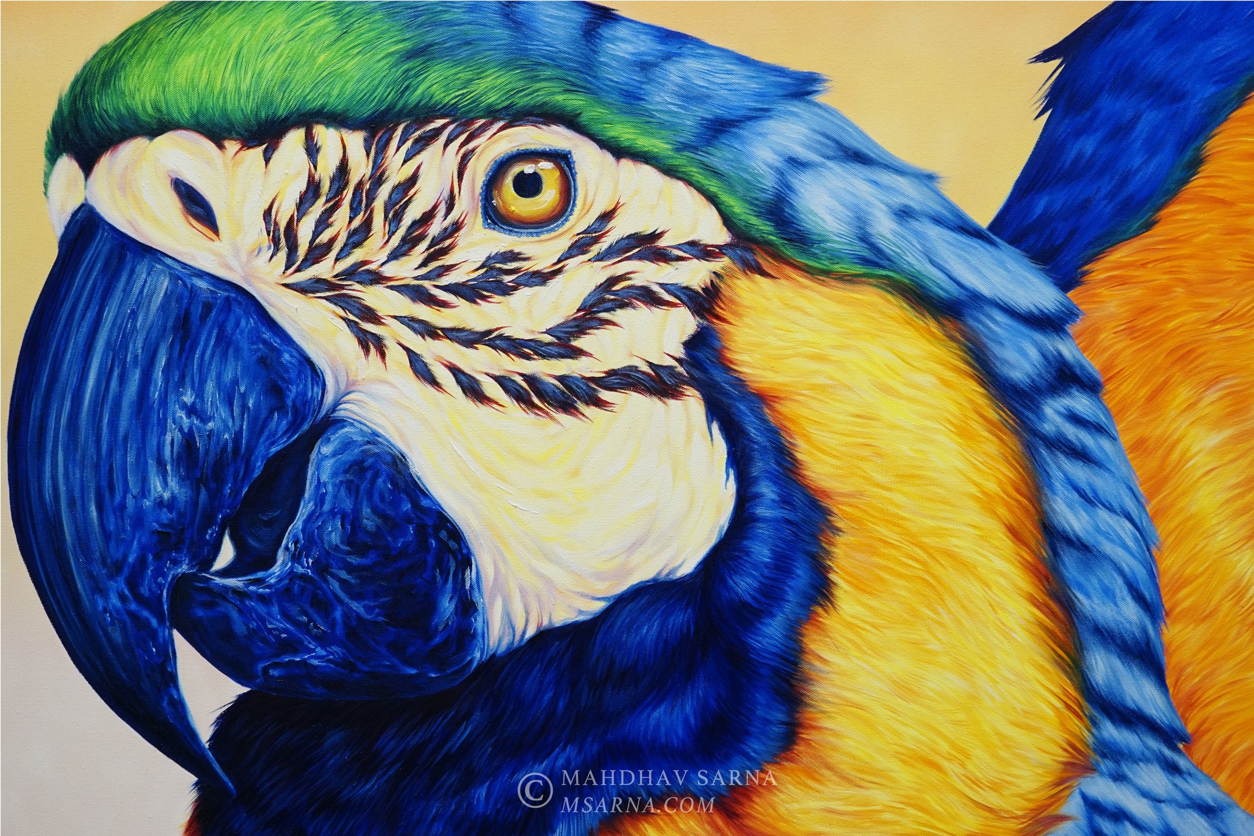 macaw oil painting vlpf wildlife art mahdhav sarna 03.jpg