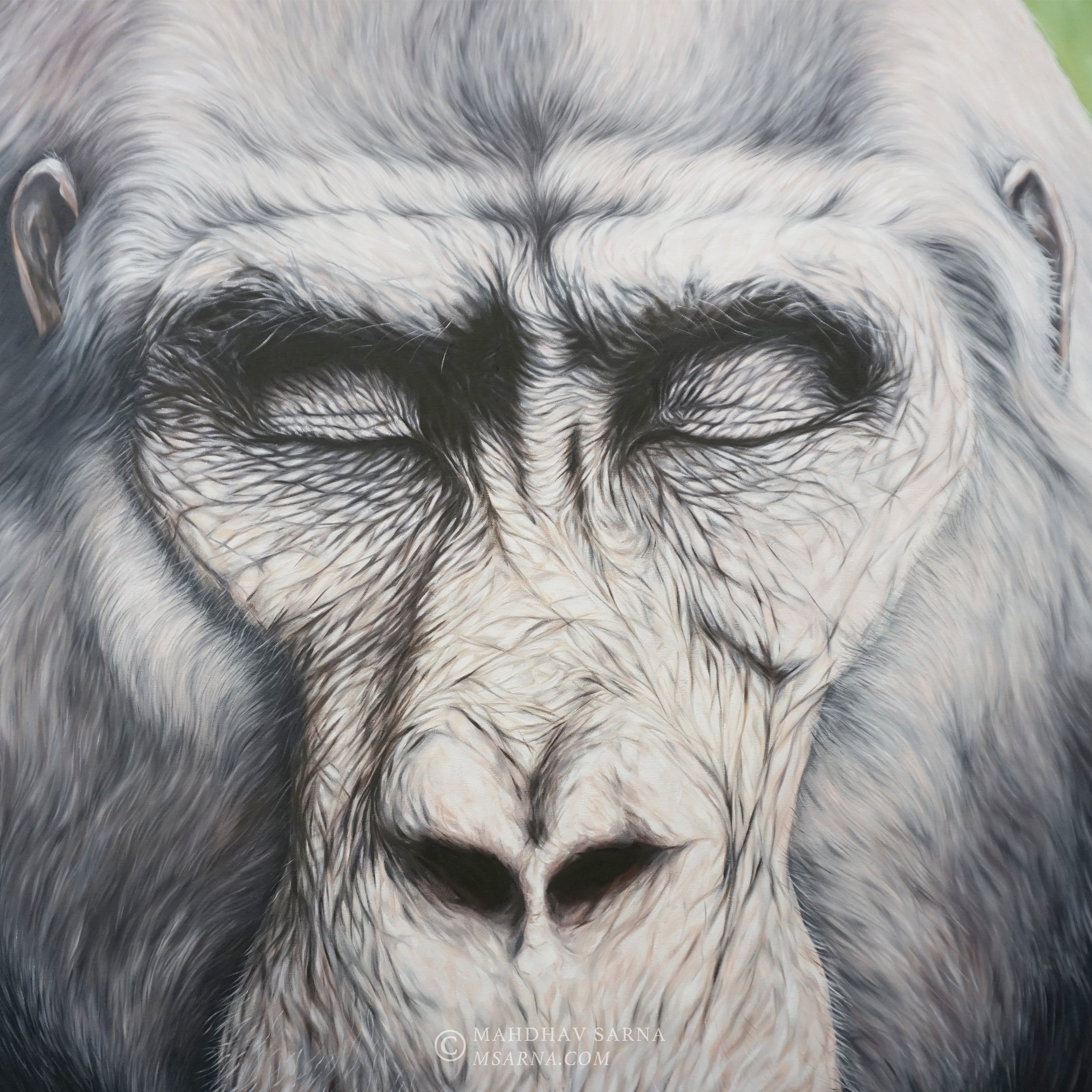 gorilla oil painting ists wildlife art mahdhav sarna 02.jpg