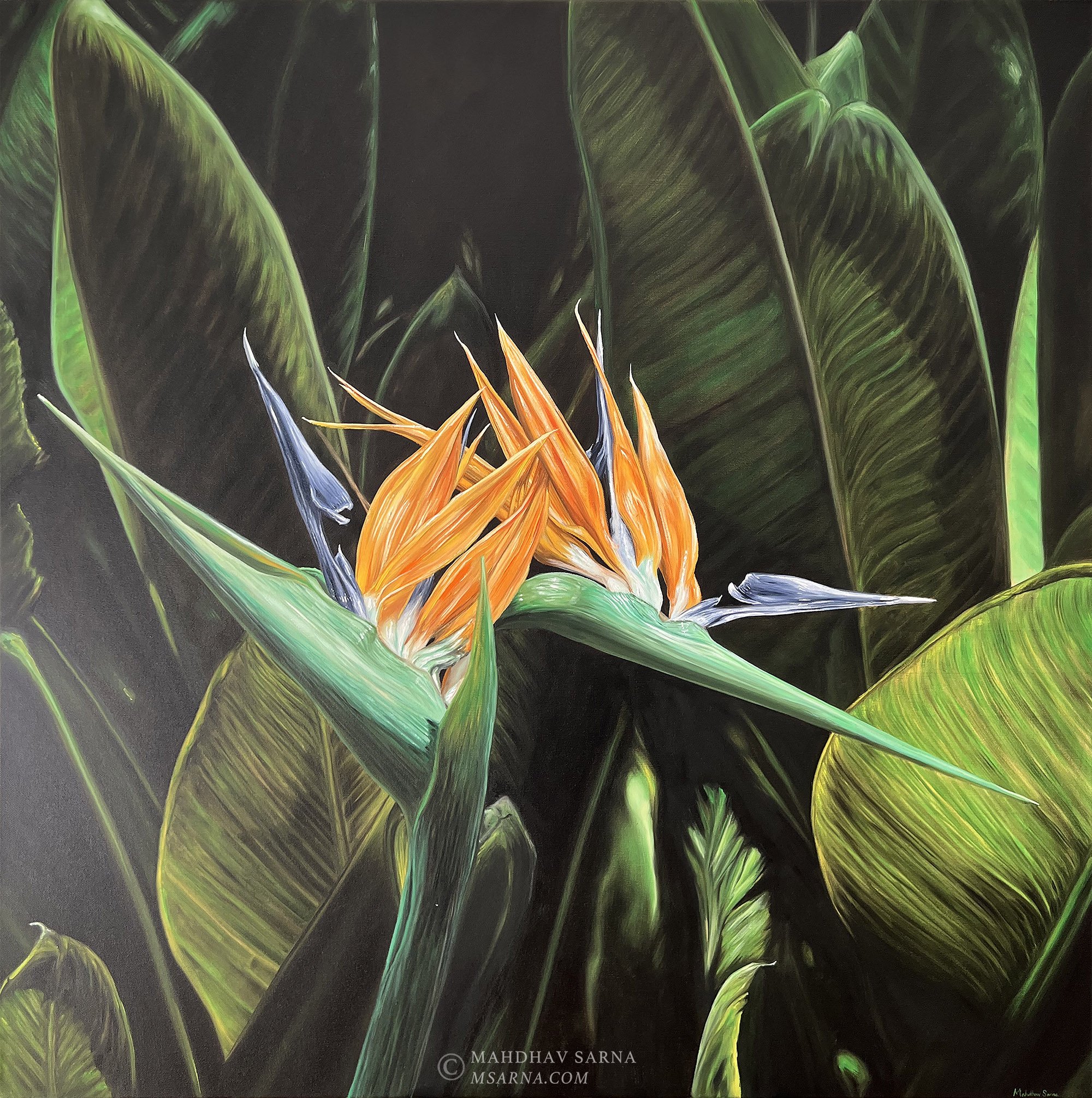 bird of paradise flower oil painting appr wildlife art mahdhav sarna 01.jpg