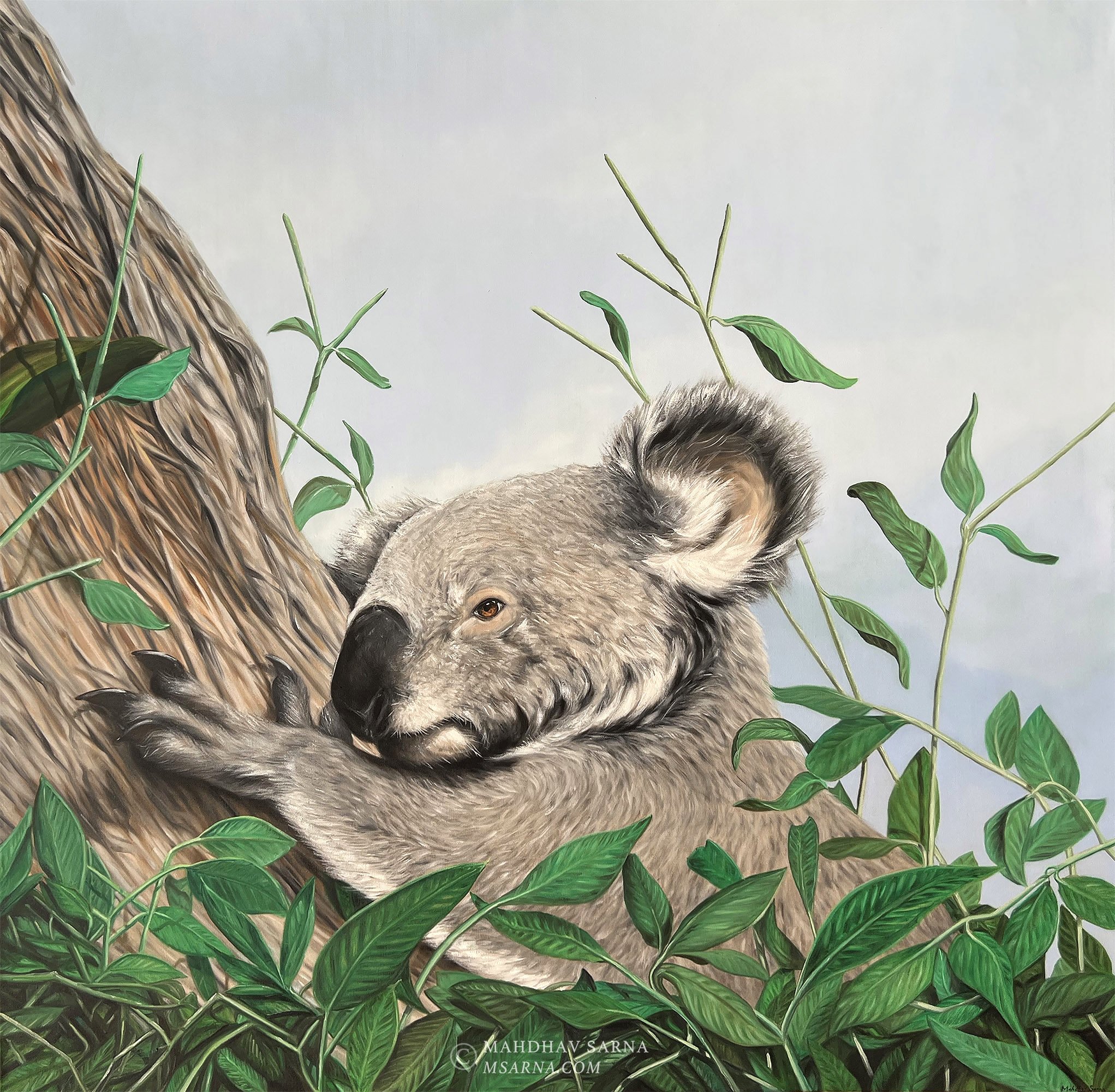 koala oil painting llfe wildlife art mahdhav sarna 02.jpg