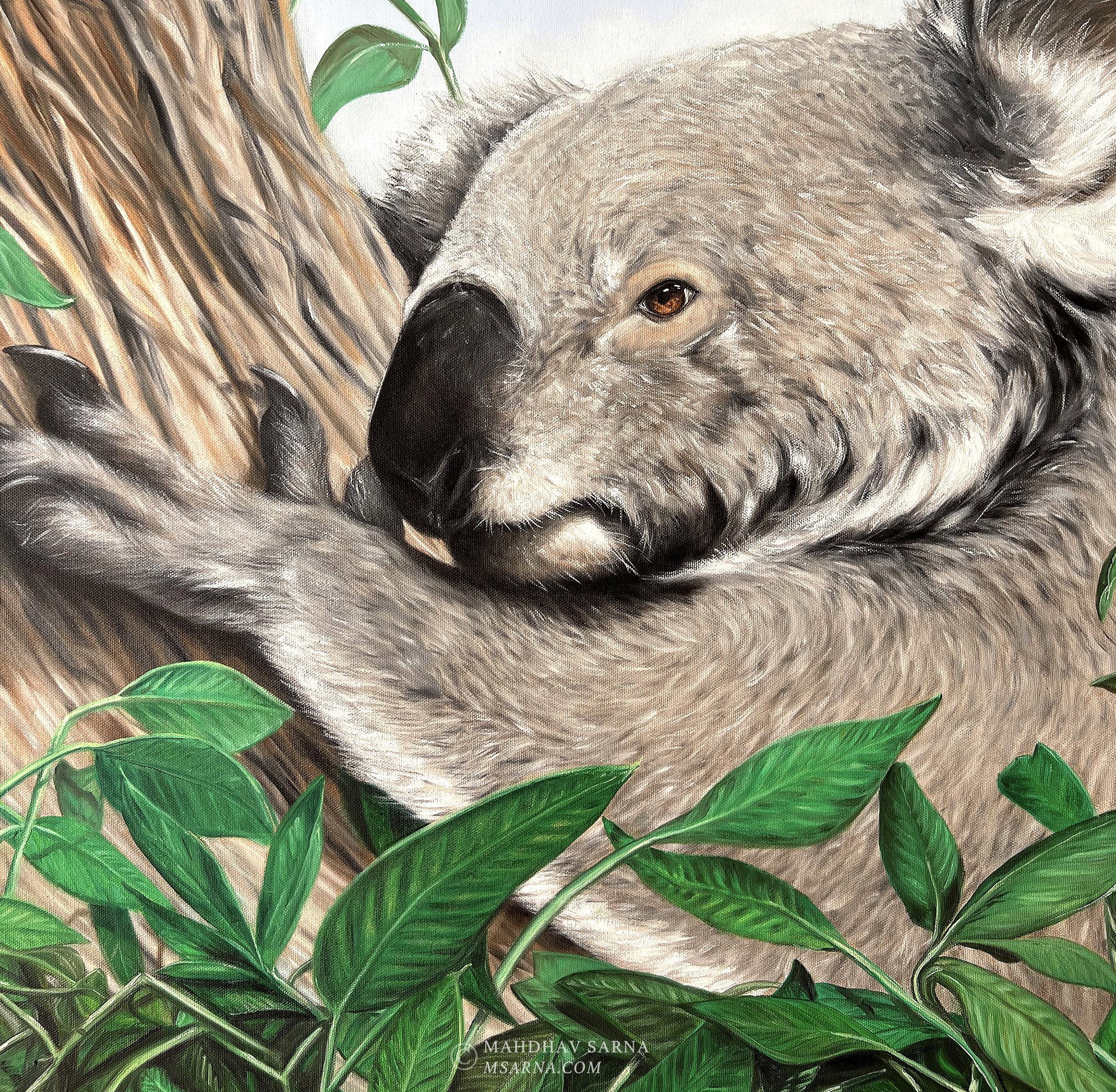 koala oil painting llfe wildlife art mahdhav sarna 01.jpg