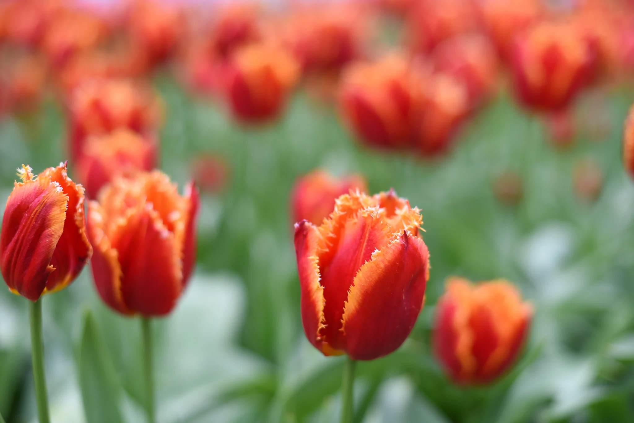 Keukenhof424.jpg